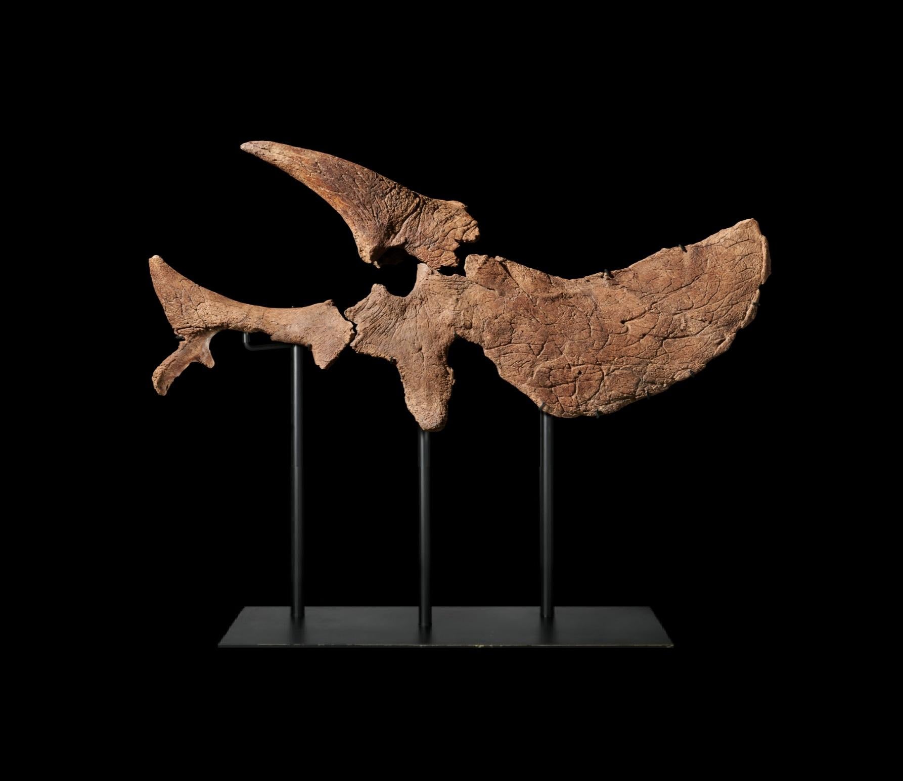 Half Triceratops Skull (amerikanisch) im Angebot