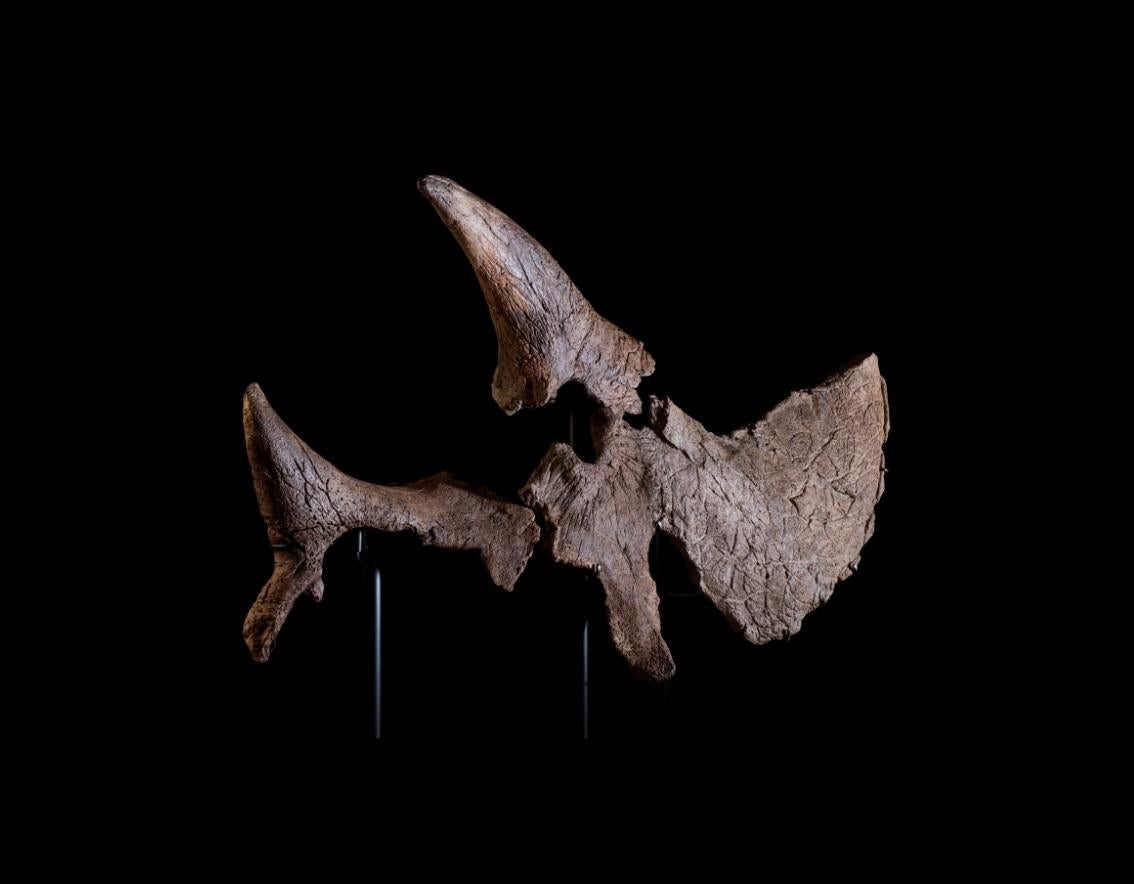 Half Triceratops Skull im Zustand „Gut“ im Angebot in London, GB