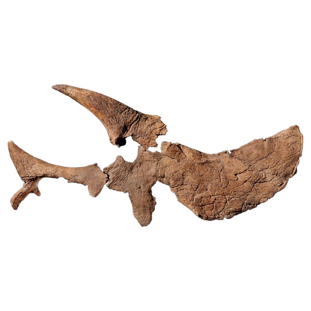 Half Triceratops Skull For Sale