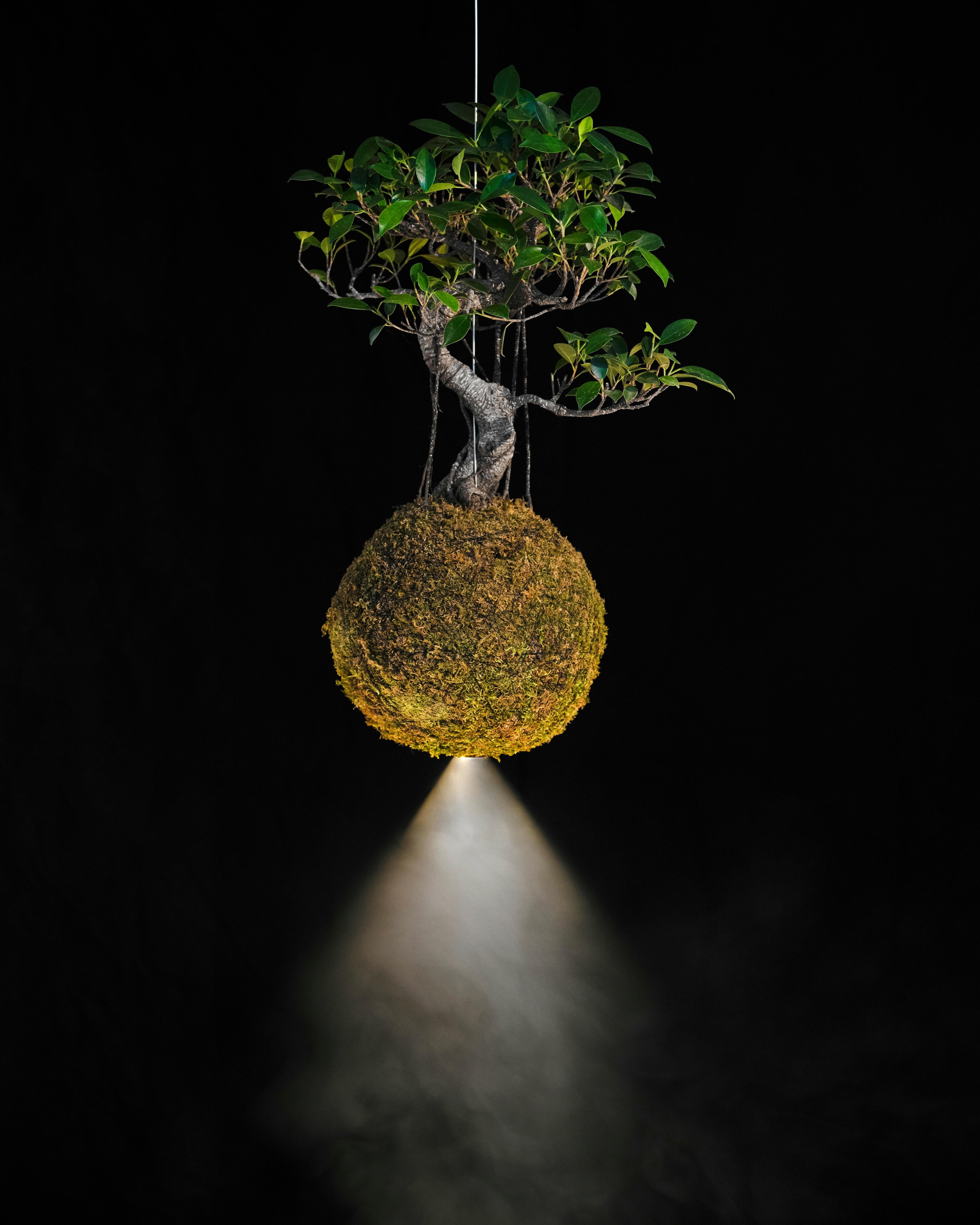 Halo Leaf suspension lamp by Mandalaki
Dimensions: D 2.8 x H 14.5 cm
Materials: Aluminium, brass, iron
Plant: Bonsai di Ficus Retusa
Also Available: Other model available on request.

Input: 5V
Lumen: ~ 30lm - 100lm - 250lm - 500lm
Light