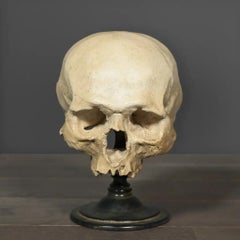 Hamlett Skull on Stand – Memento Mori and Vanitas