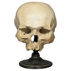 Hamlett Schädel auf Ständer - Memento Mori und Vanitas