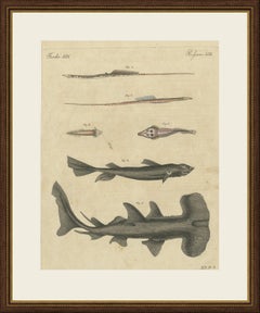 Hammerhead Shark with Pipefish and Sea Moths, Antique Bertuch Print, circa 1820
