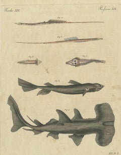 Hammerhead Shark with Pipefish and Sea Moths, Antique Bertuch Print, circa 1820