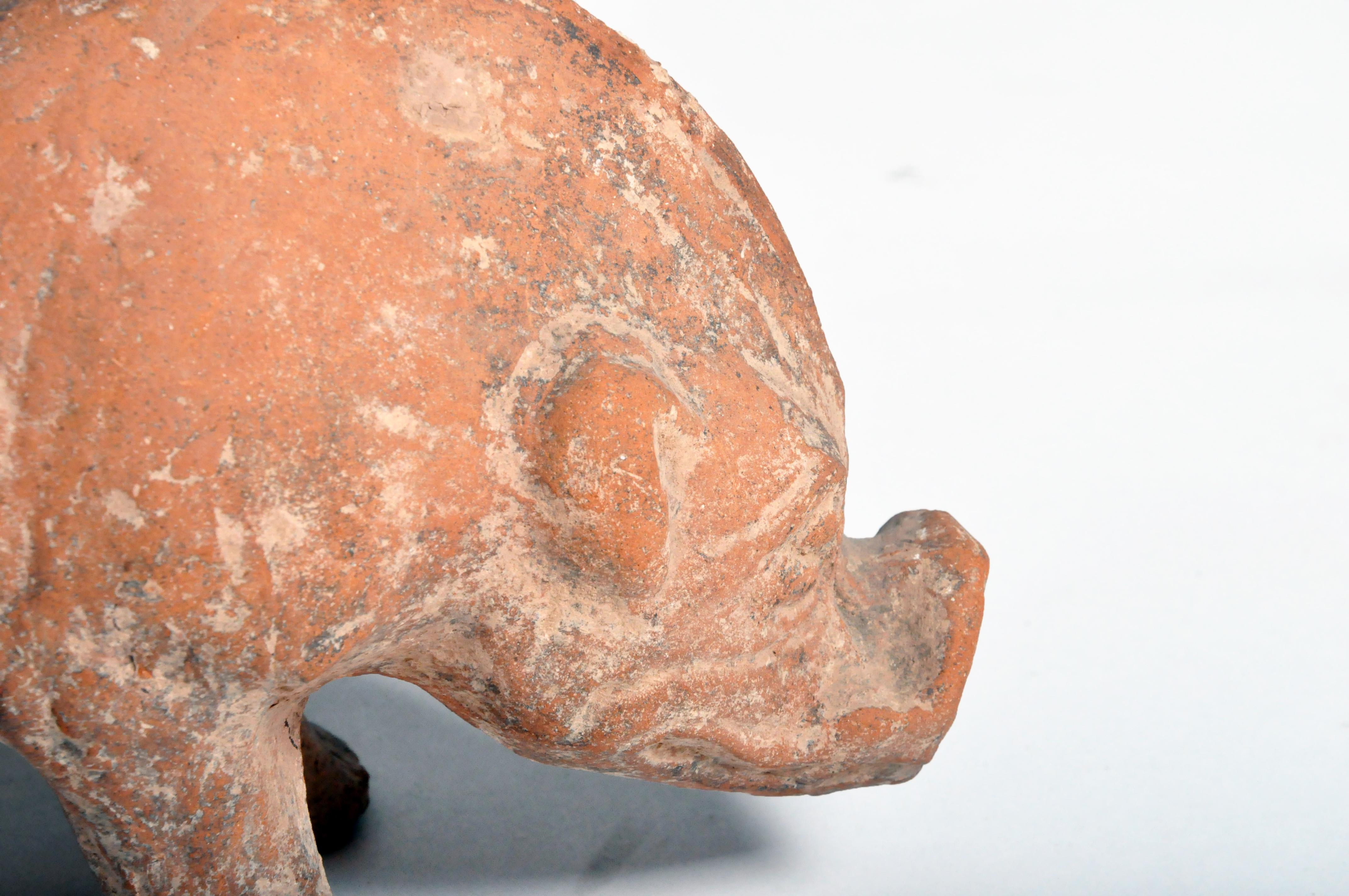Han Dynasty Figure of a Pig 3