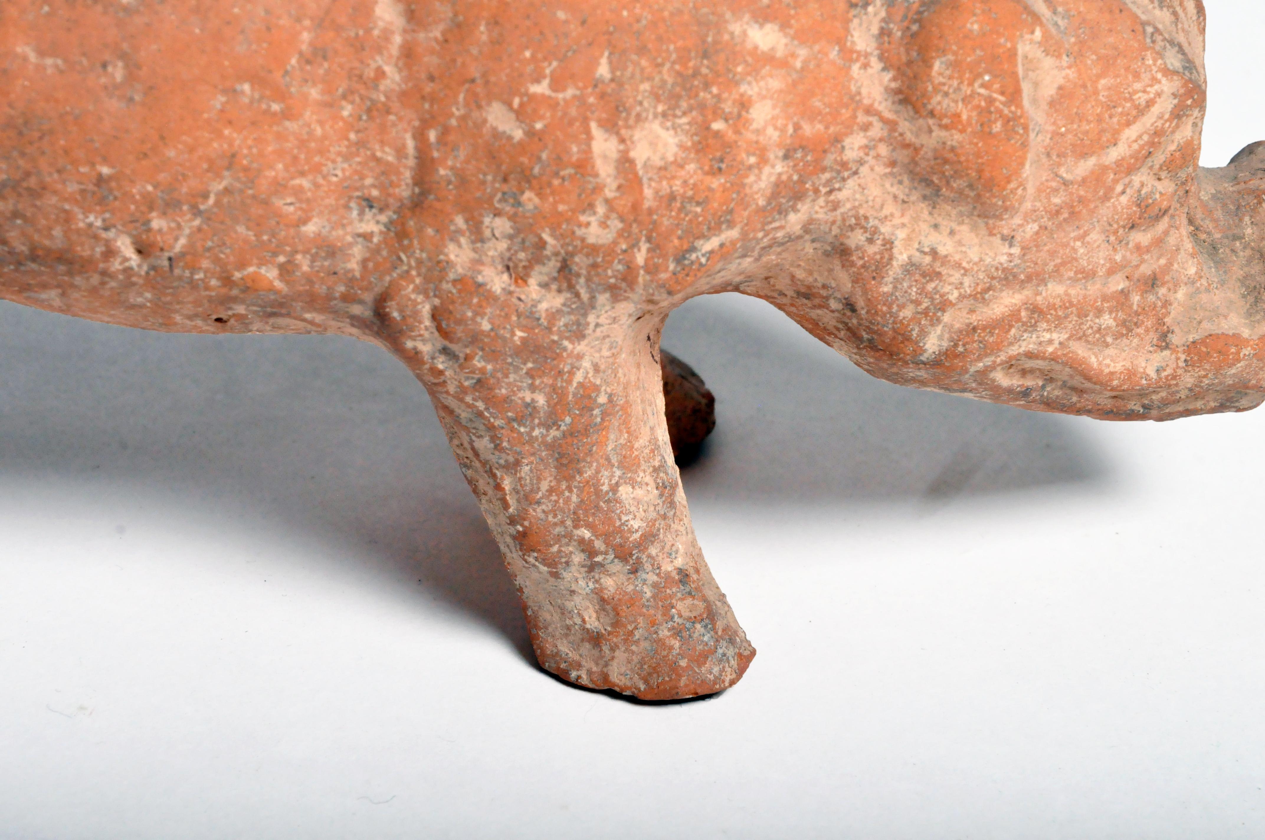 Han Dynasty Figure of a Pig 4