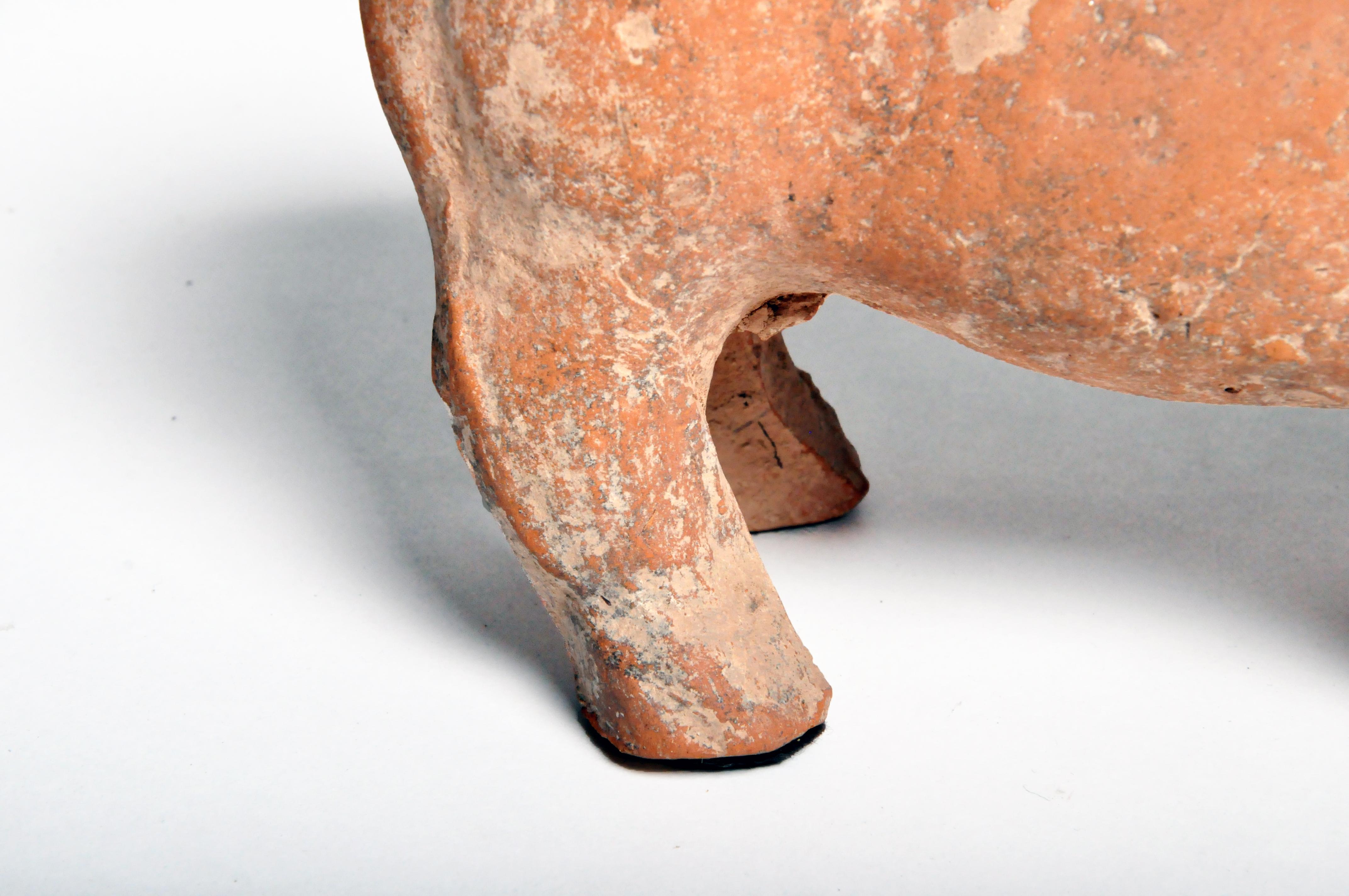 Han Dynasty Figure of a Pig 5