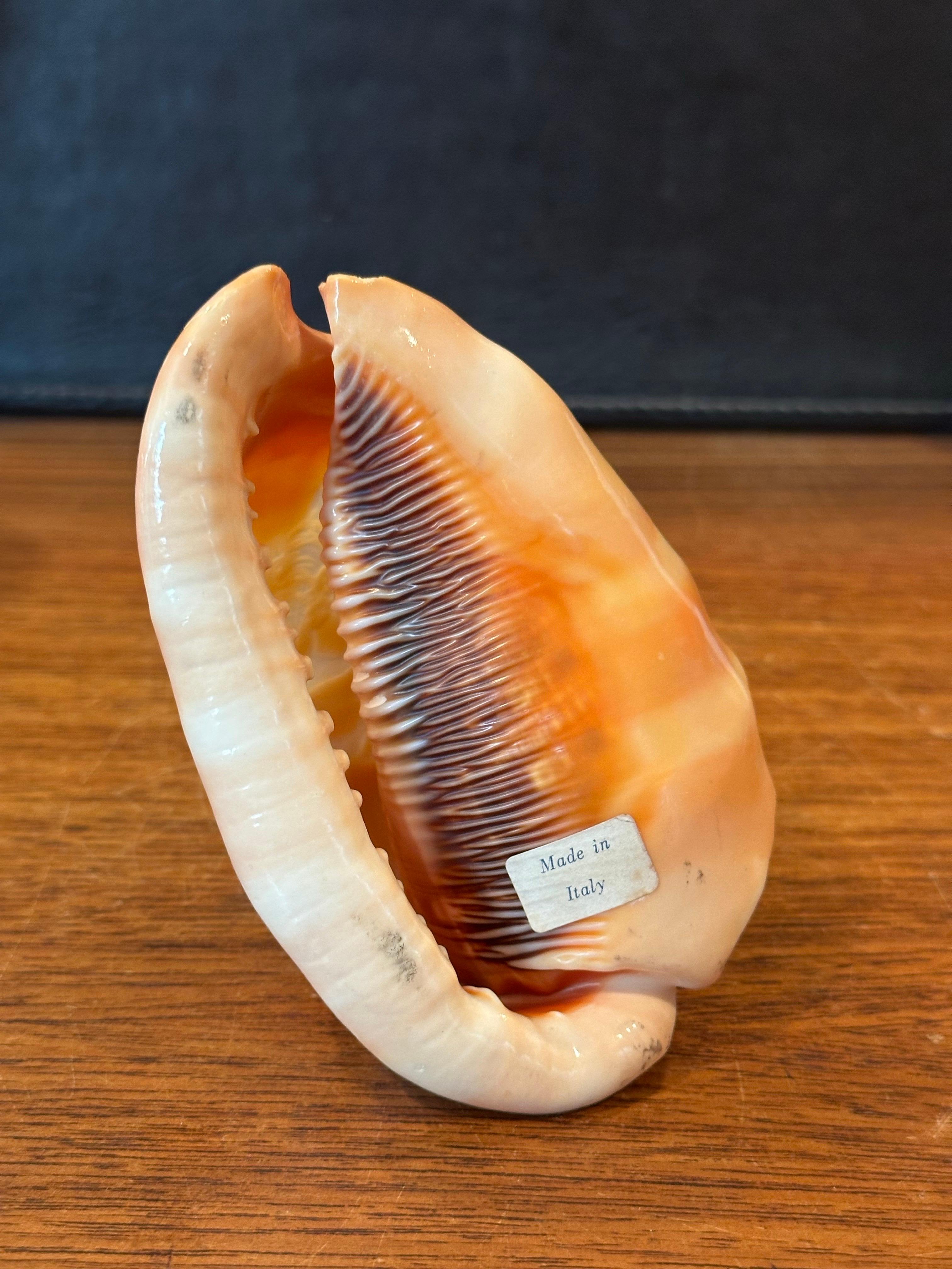 Hand Carved Cameo on Conch Shell For Sale 7