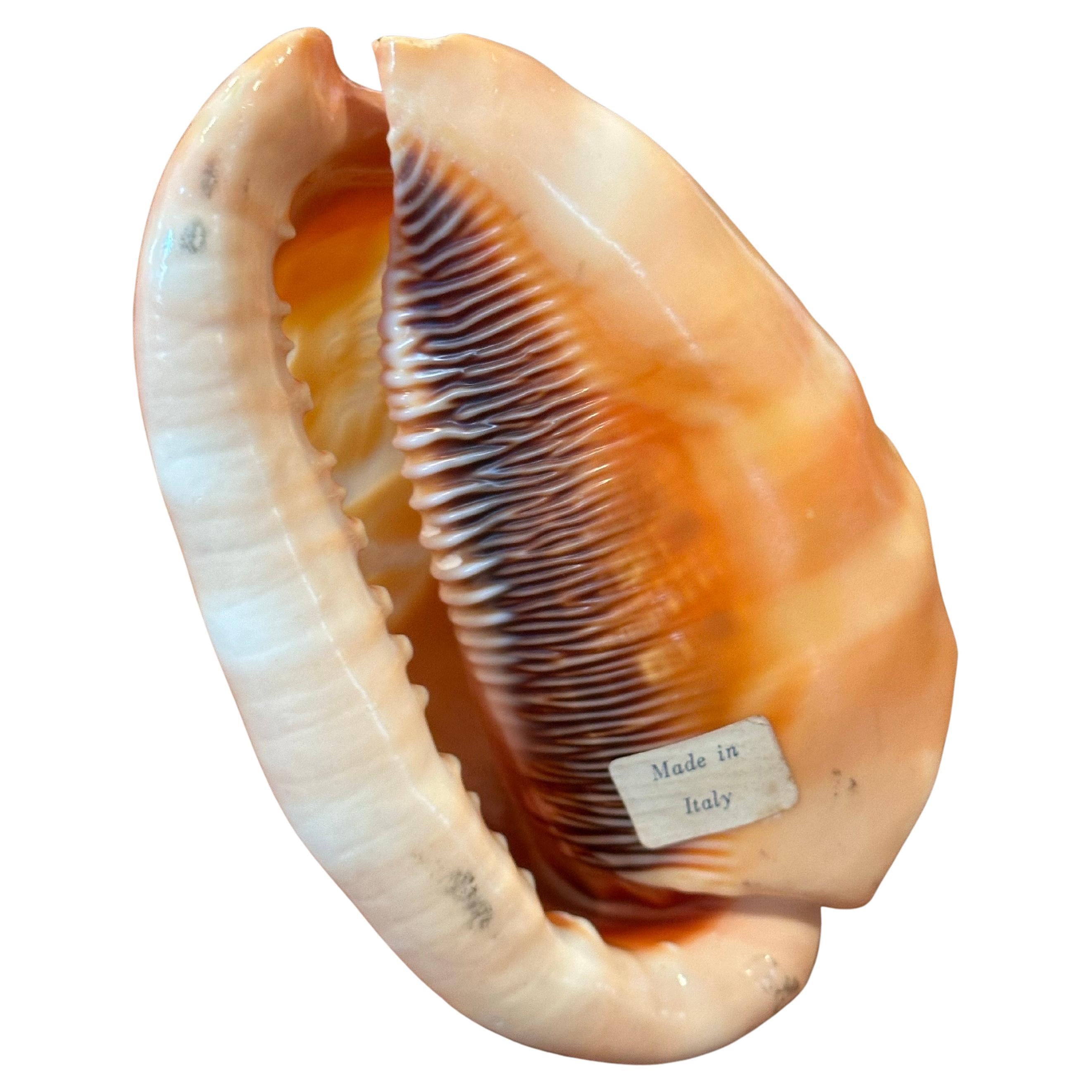 Hand Carved Cameo on Conch Shell In Good Condition For Sale In San Diego, CA