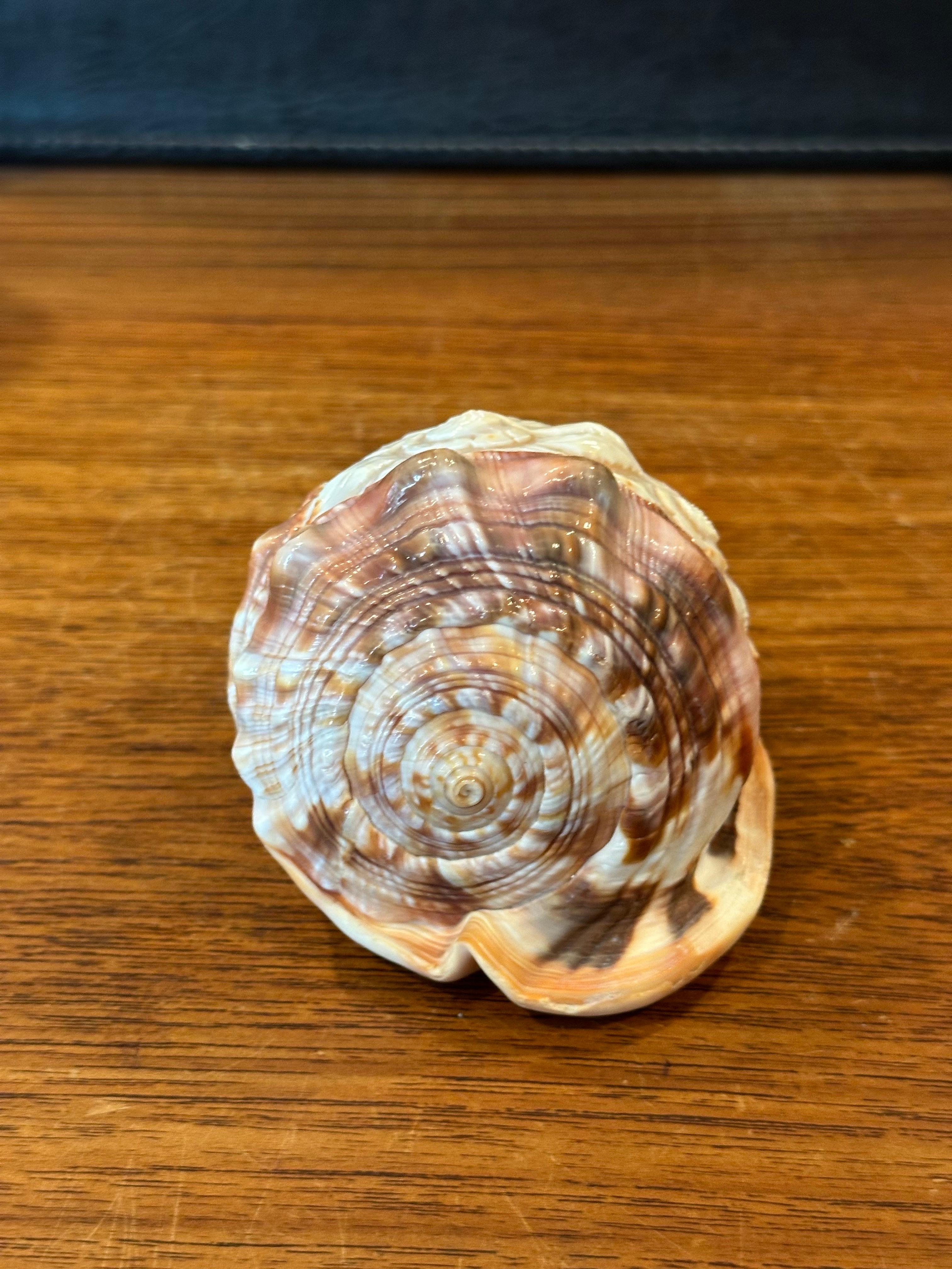 Hand Carved Cameo on Conch Shell For Sale 2