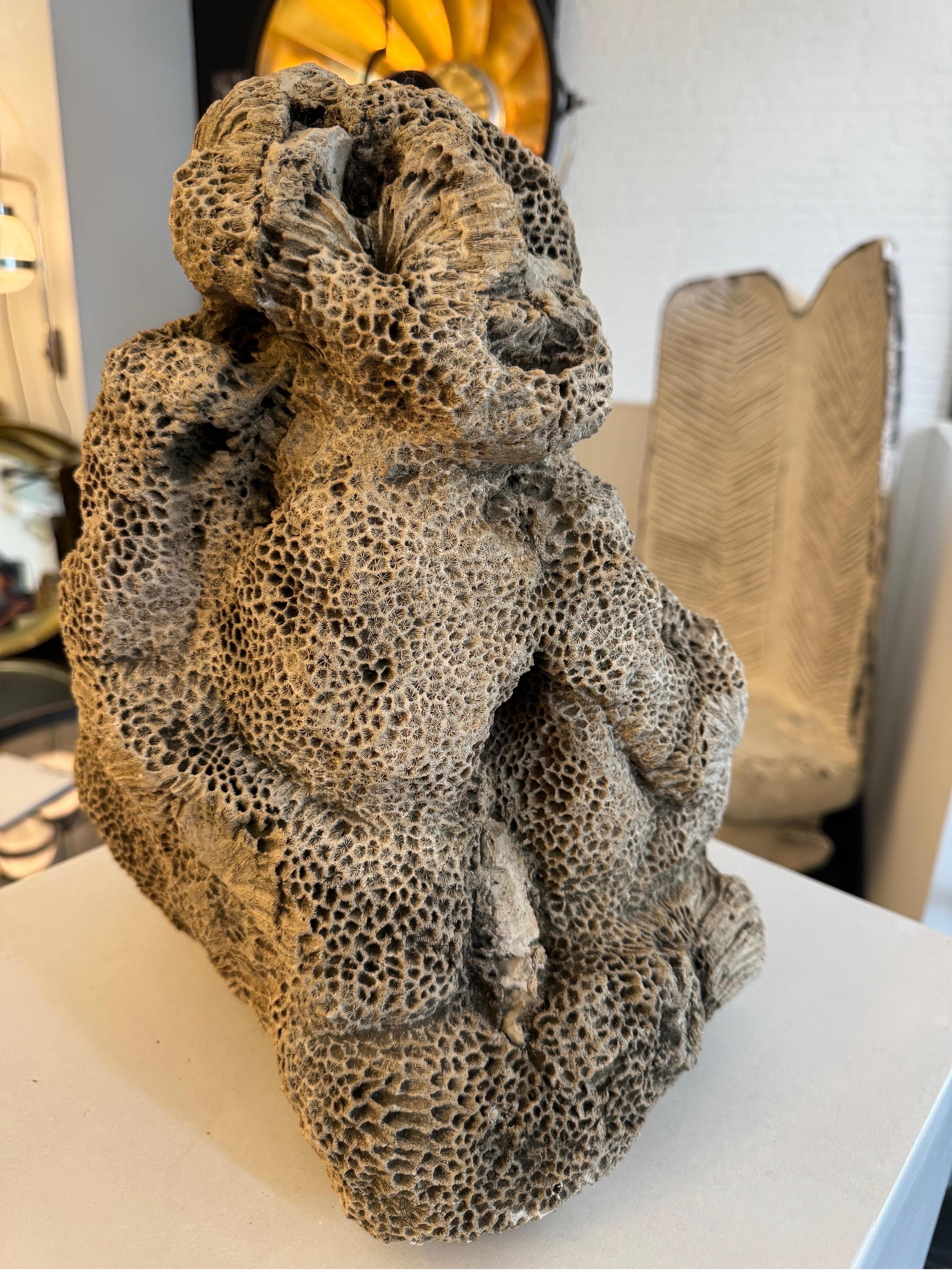 Indonesian Natural brain coral in the form of a sitting monkey For Sale