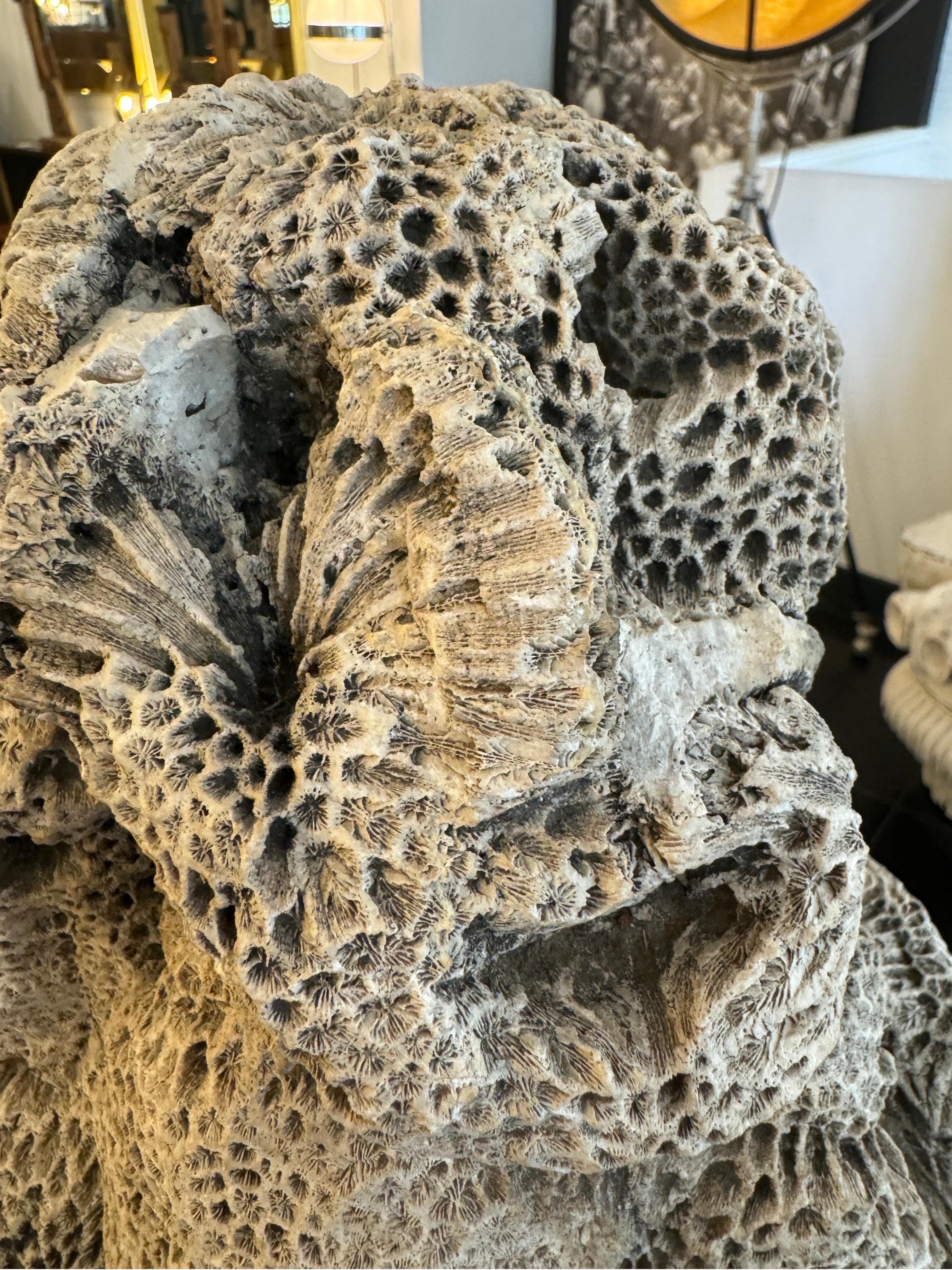 Natural brain coral in the form of a sitting monkey For Sale 1