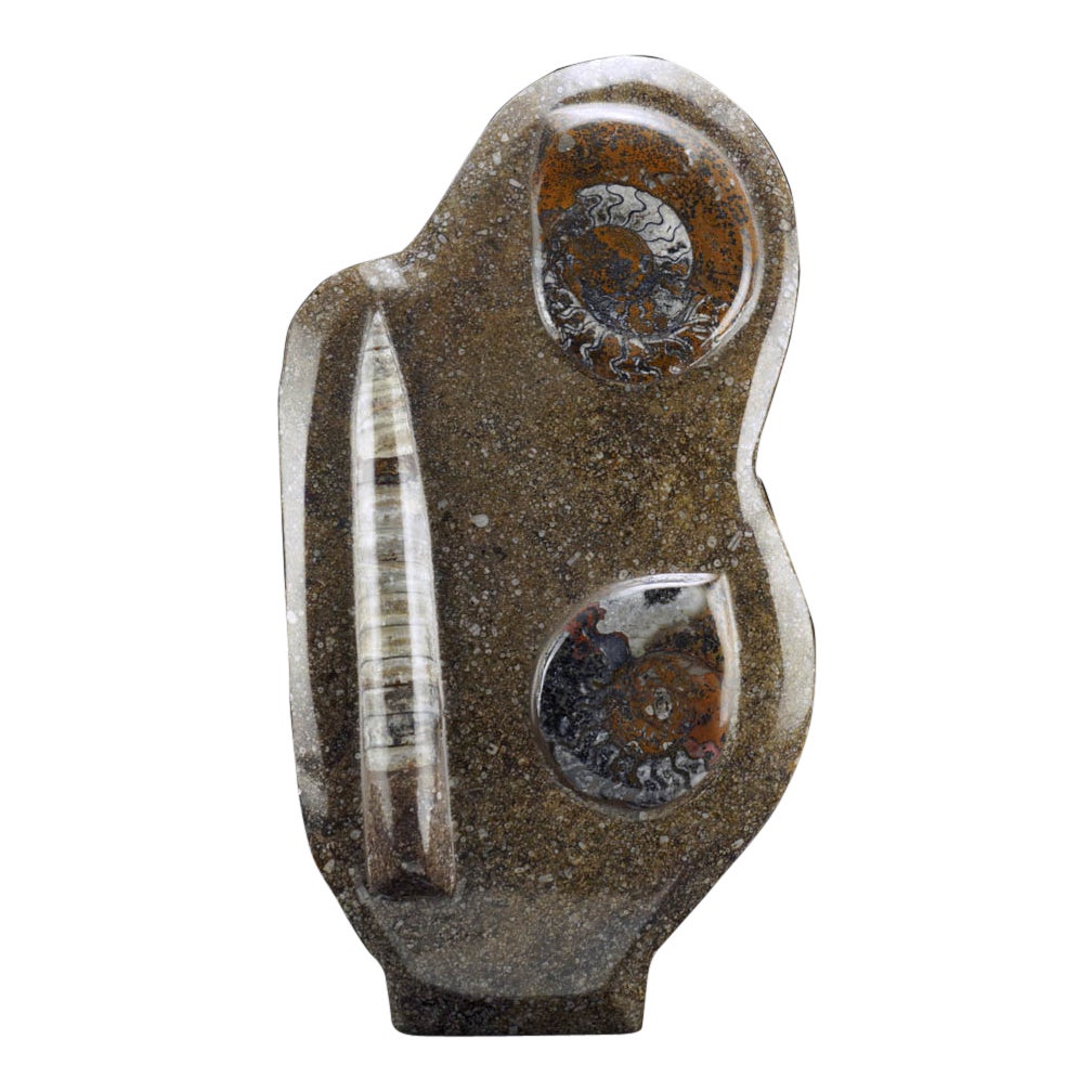 Hand Carved Genuine Ammonite and Belemnite on Natural Matrix Freeform Sculpture For Sale