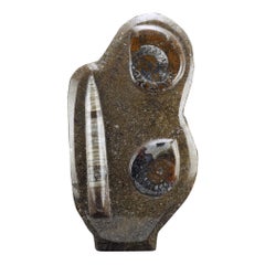 Hand Carved Genuine Ammonite and Belemnite on Natural Matrix Freeform Sculpture
