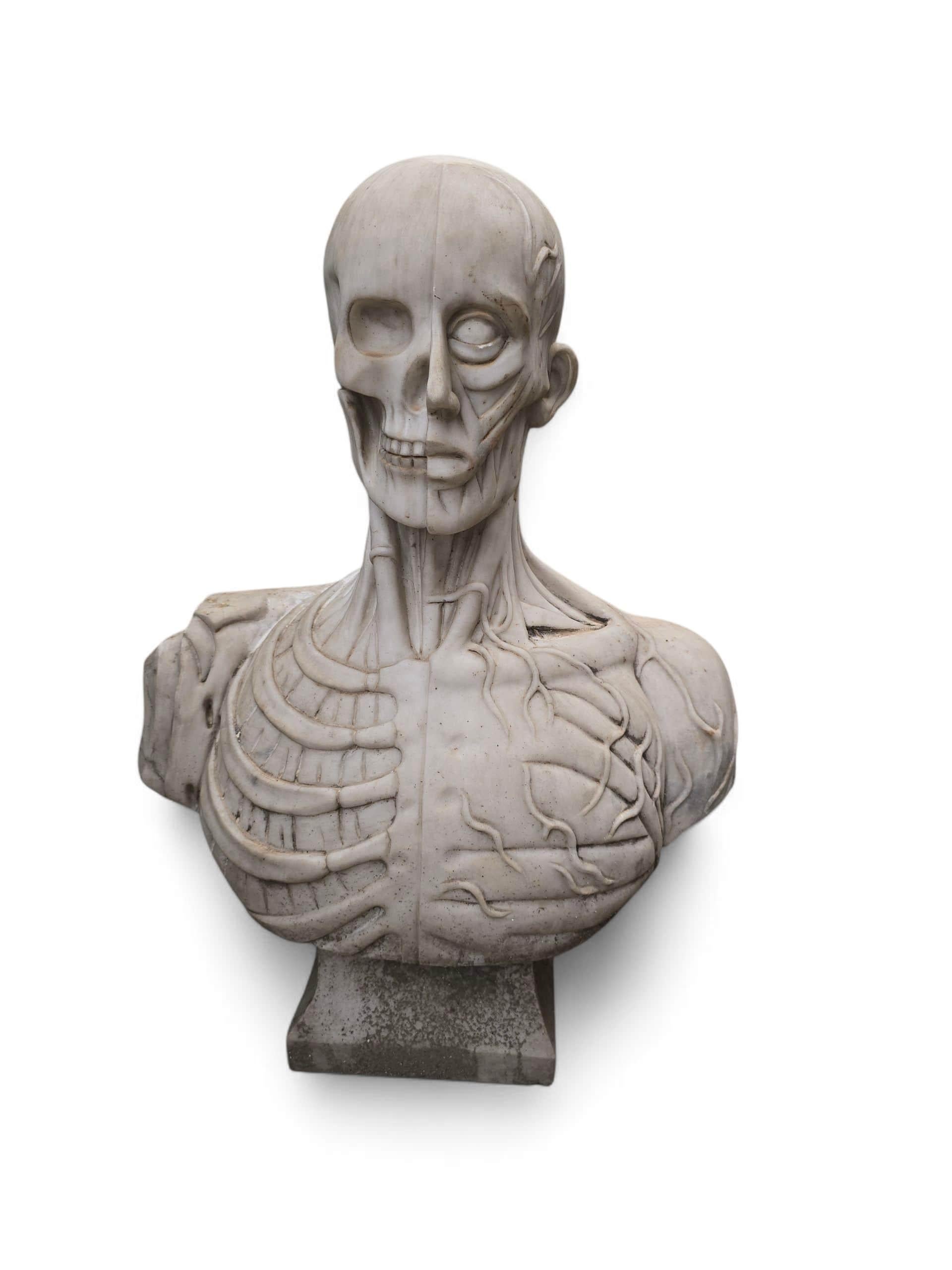Busto anatómico muy detallado tallado a mano en fino mármol blanco de Carrara, fabricado en Italia en el siglo XX. Esta sorprendente escultura presenta un estudio preciso de la anatomía humana, con una musculatura y unas estructuras anatómicas