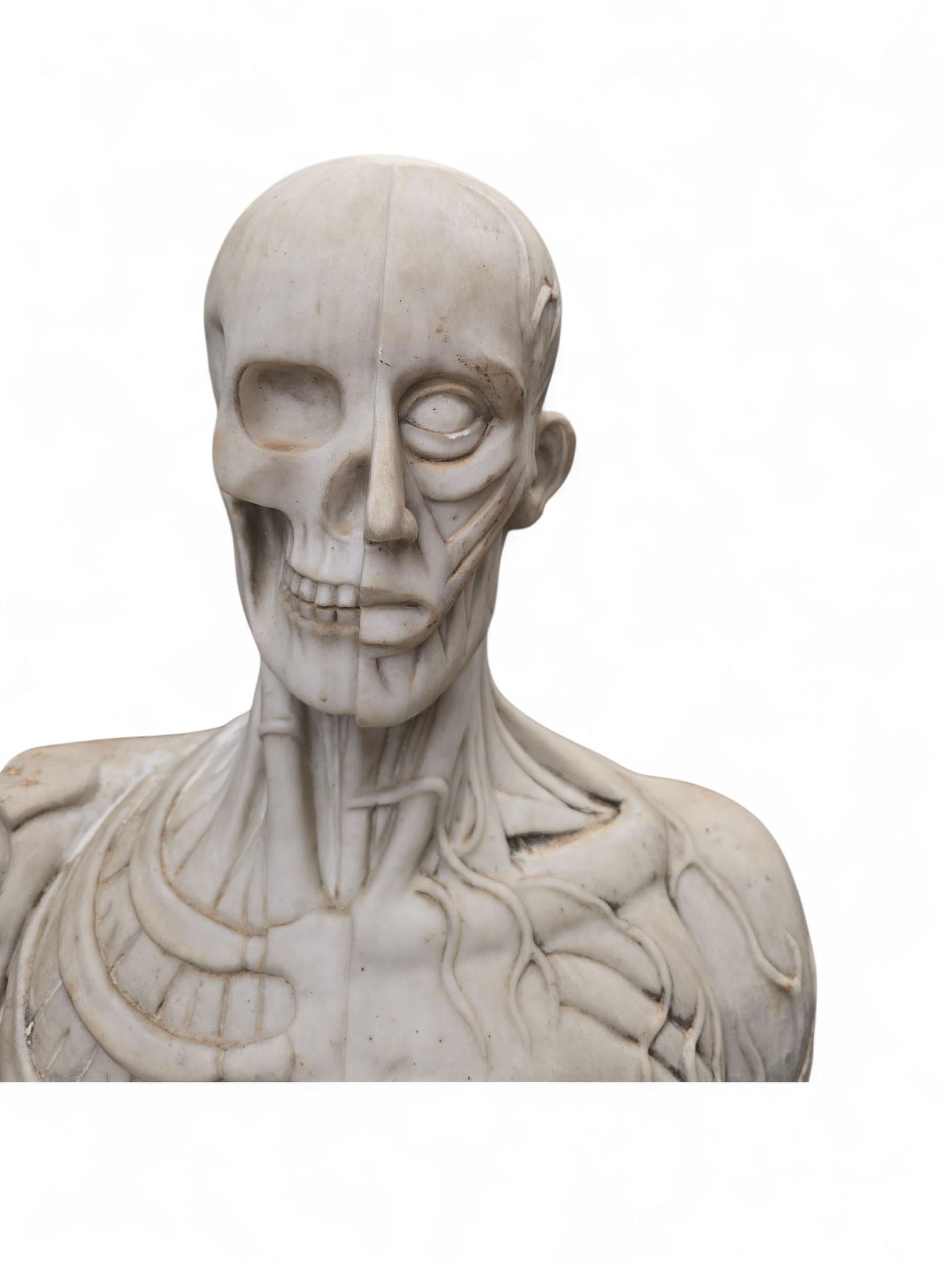 Busto anatómico italiano tallado a mano en mármol de Carrara, Siglo XX mediados del siglo XX en venta