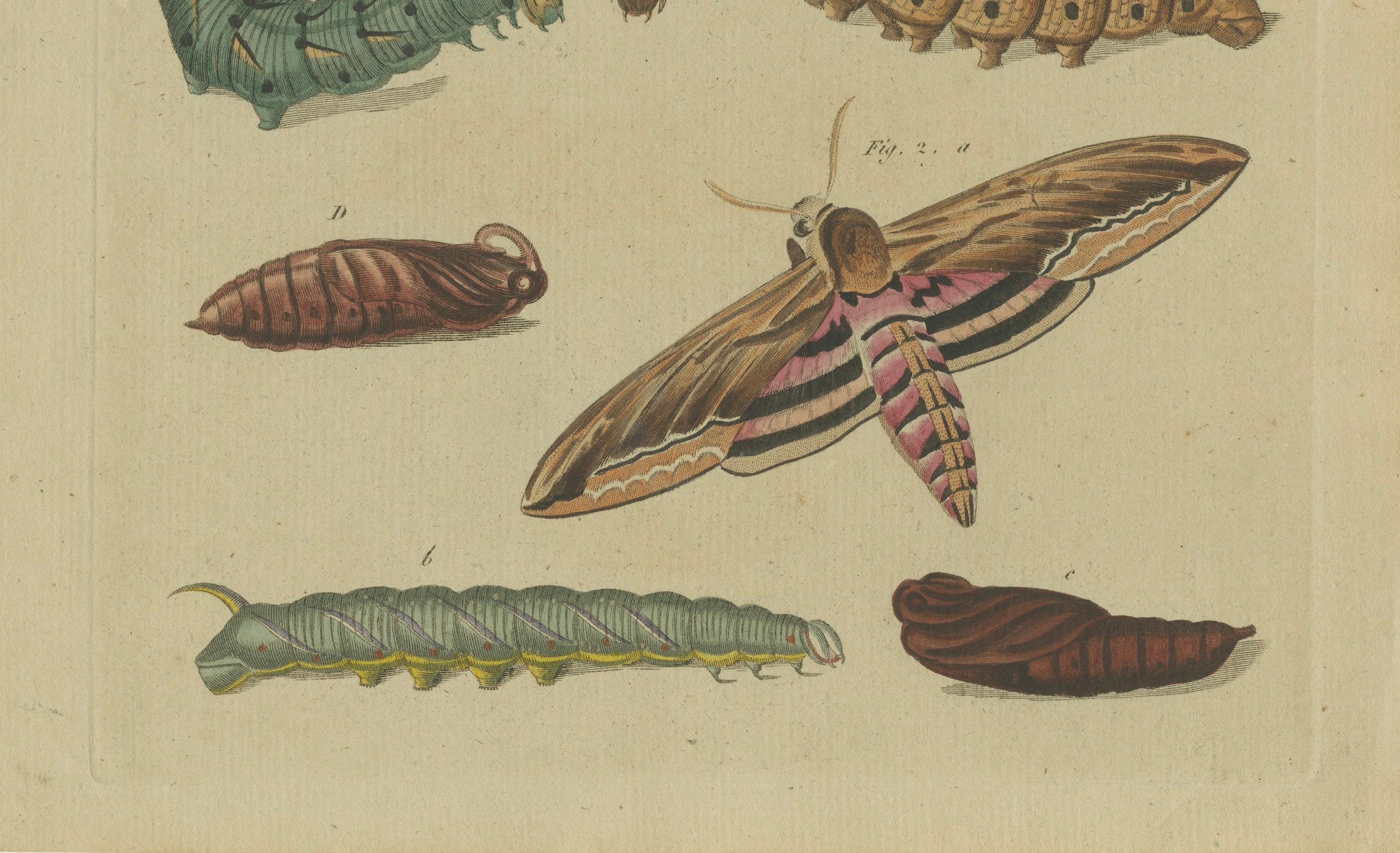 Hand-Colored 1805 Butterfly Print by Friedrich J. Bertuch - Convolvulus & Privet Hawk-Moth

Description: This hand-colored copperplate engraving, from Friedrich Johann Bertuch's 
