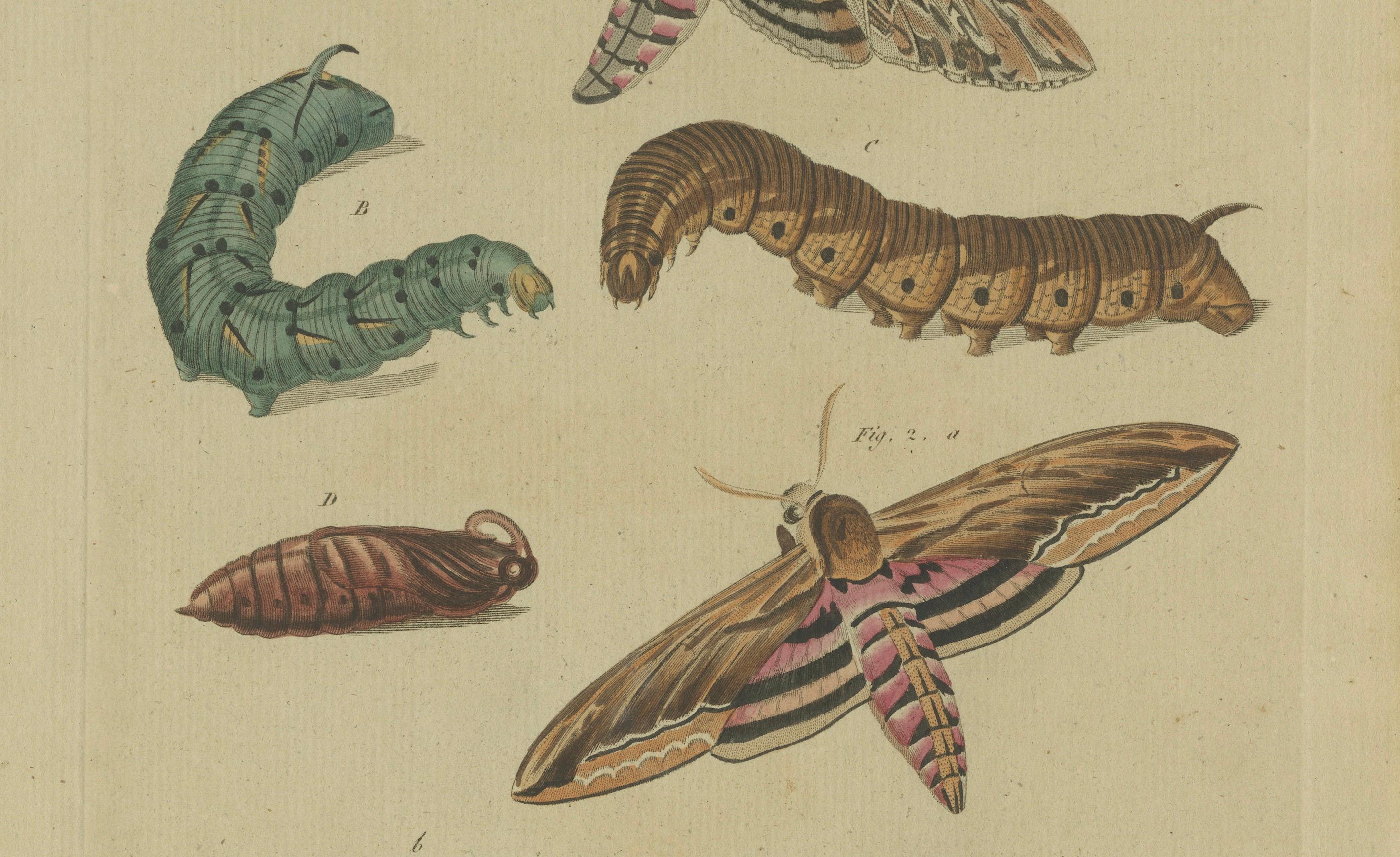 Engraved Hand-Colored 1805 Butterfly Print by Bertuch - Convolvulus & Privet Hawk-Moth For Sale