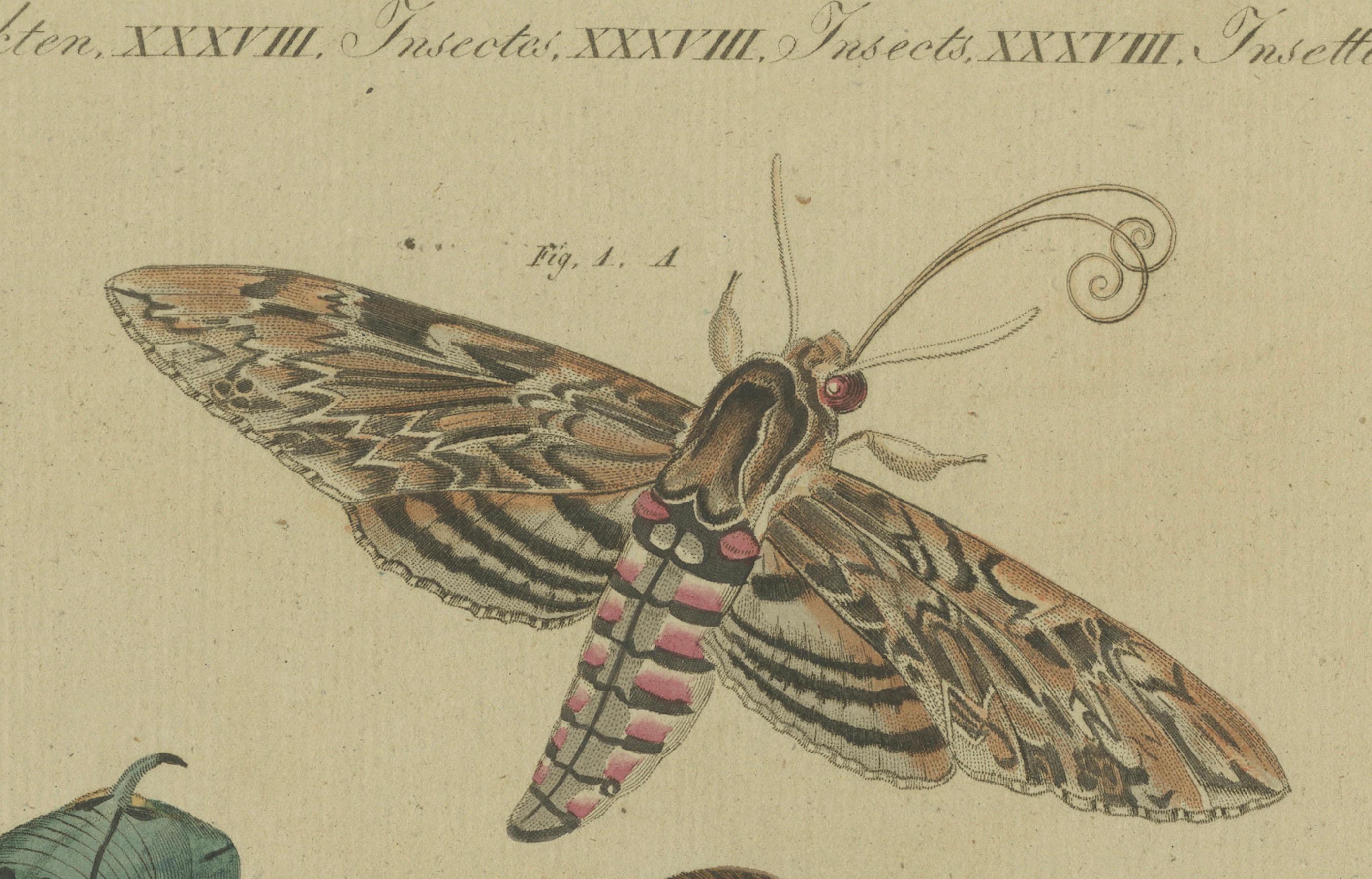 Hand-Colored 1805 Butterfly Print by Bertuch - Convolvulus & Privet Hawk-Moth In Good Condition For Sale In Langweer, NL
