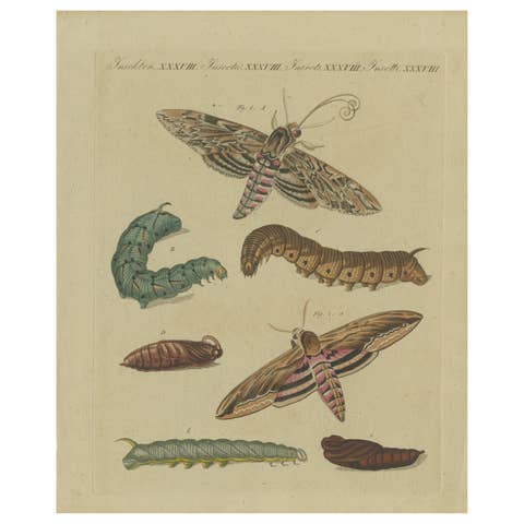 Hand-Colored 1805 Butterfly Print by Bertuch - Convolvulus & Privet Hawk-Moth