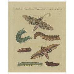 Antique Hand-Colored 1805 Butterfly Print by Bertuch - Convolvulus & Privet Hawk-Moth