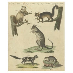 Gravure du XVIIIe siècle coloriée à la main représentant des quadrupèdes exotiques d'après l'histoire naturelle