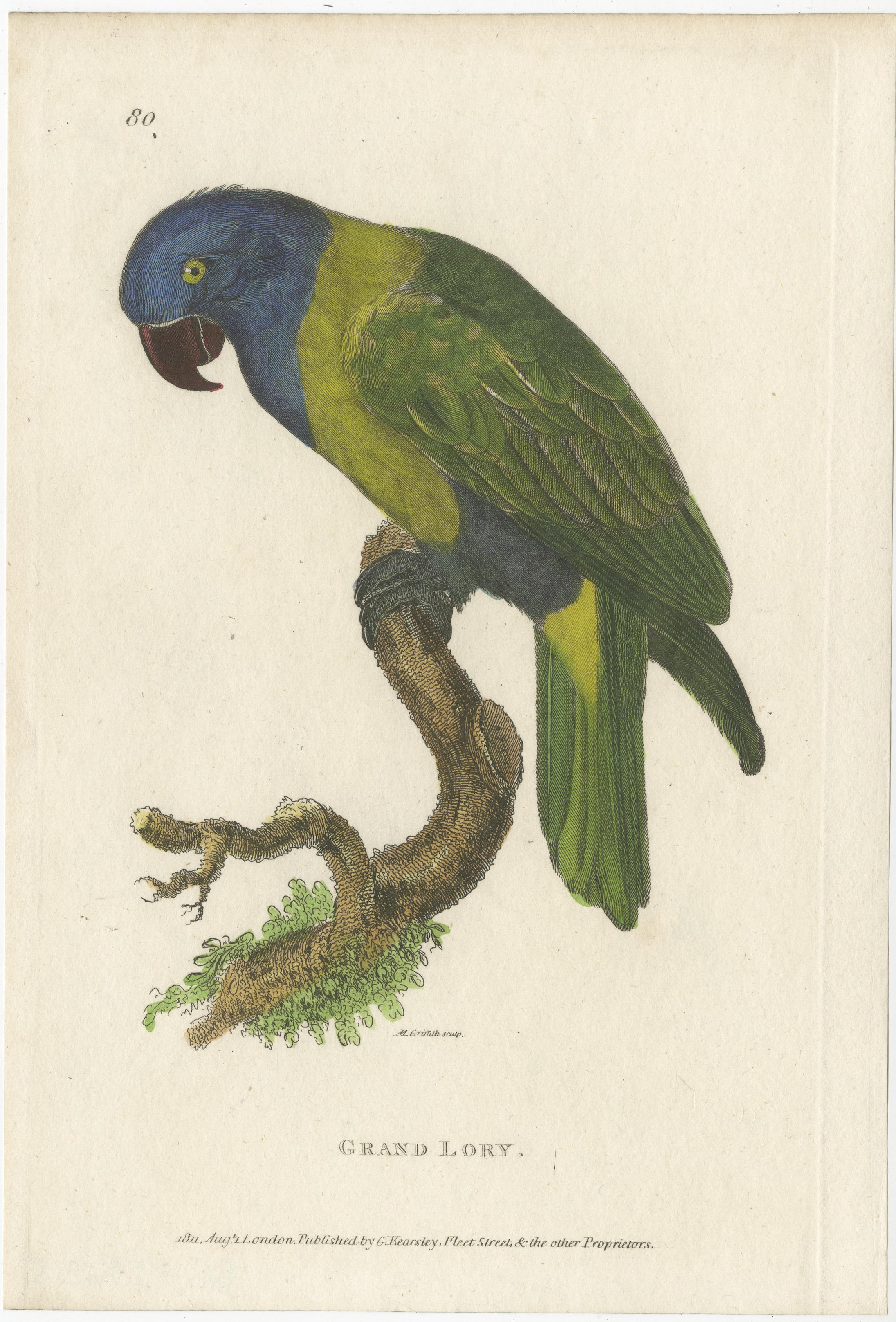 Gravure ancienne d'oiseau intitulée 'Grand Lory'. Empreinte colorée à la main d'un perroquet lori. Cette estampe provient de l'