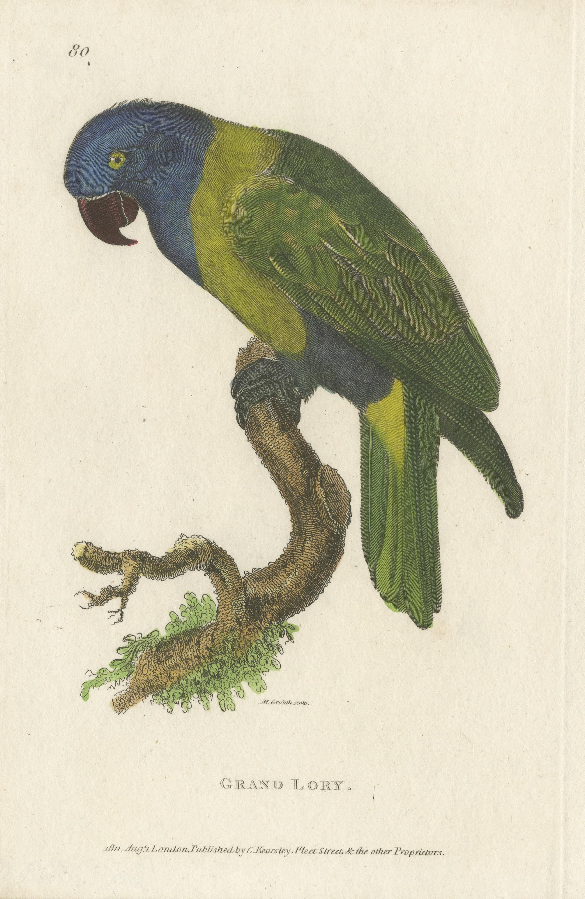 Hand Colored Antique Bird Print of a Lory Parrot In Good Condition For Sale In Langweer, NL