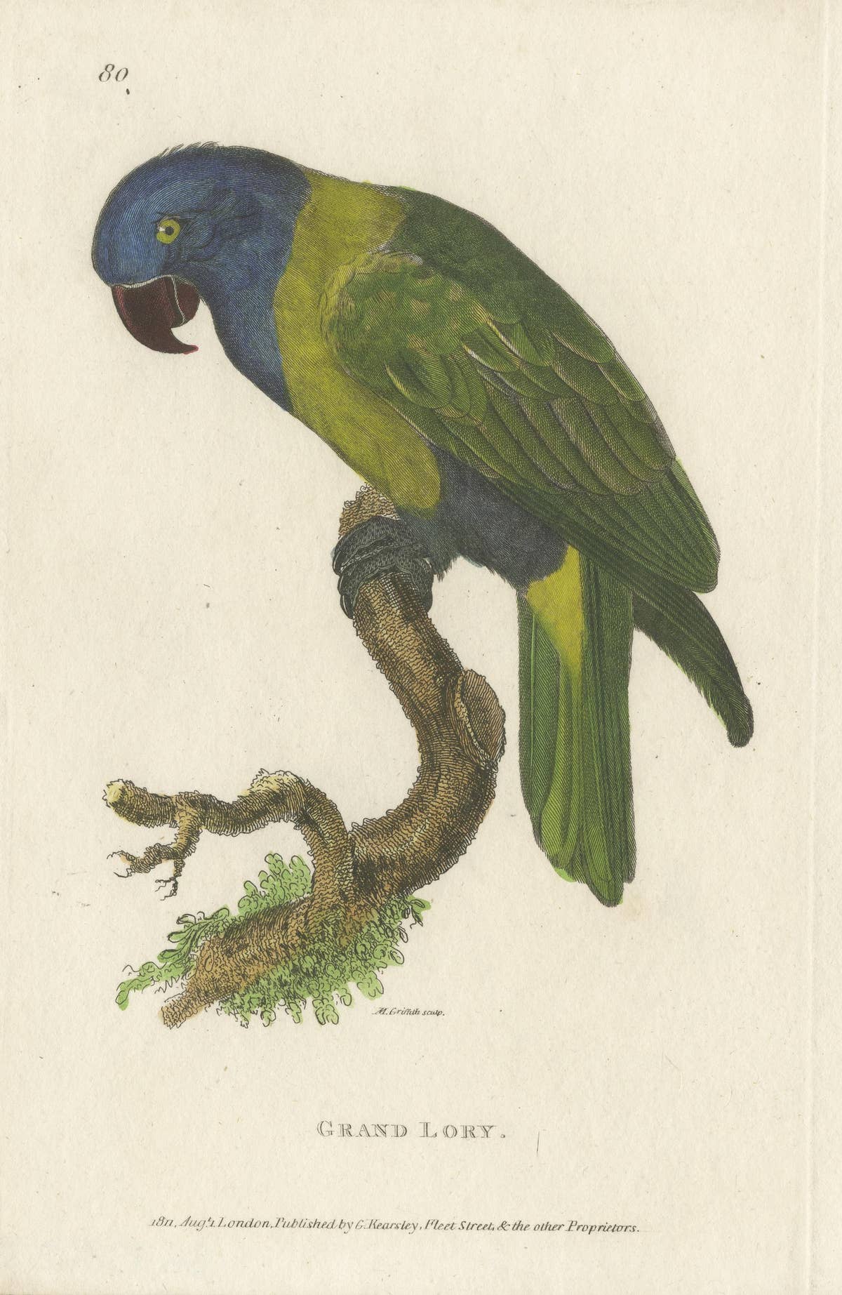 Hand Colored Antique Bird Print of a Lory Parrot