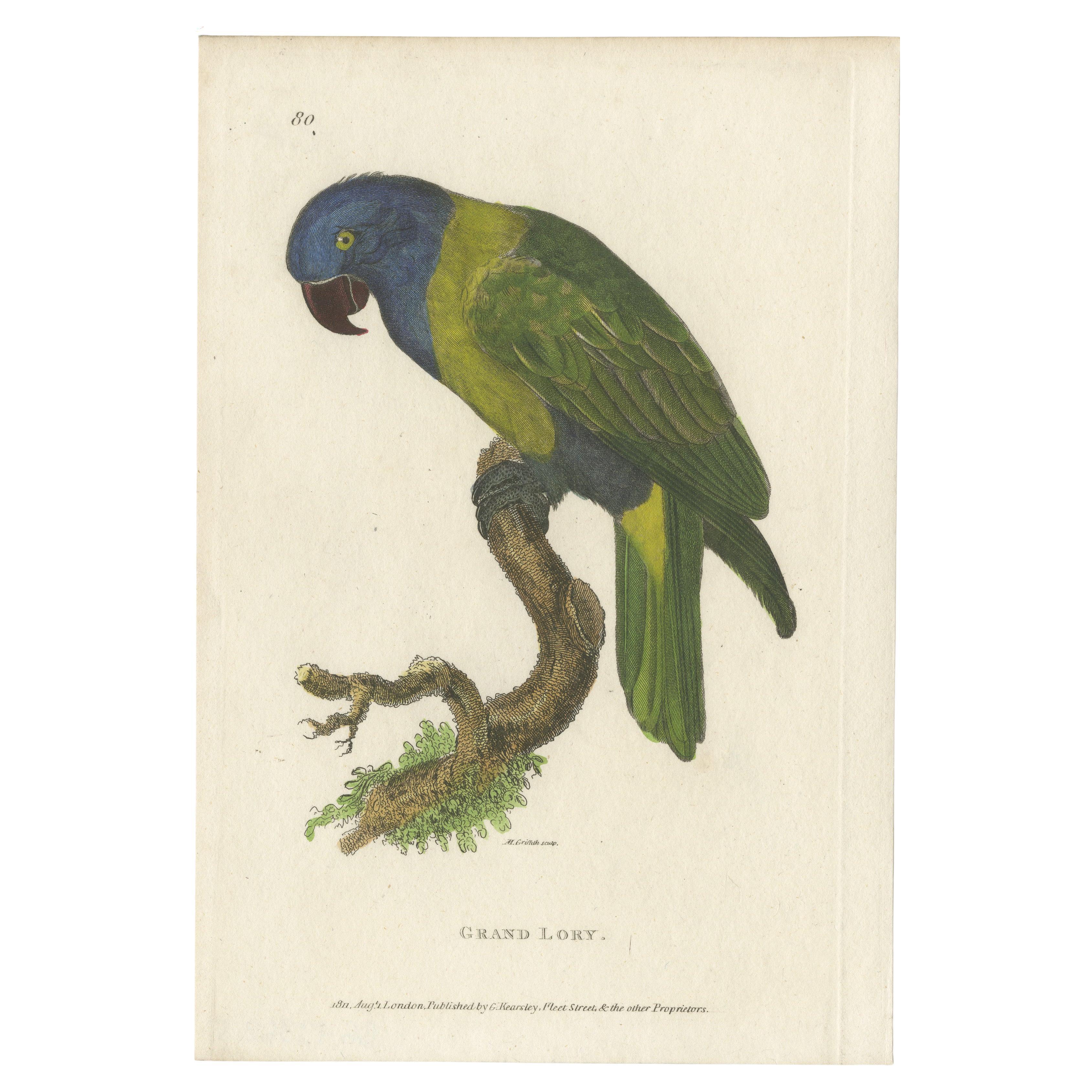 Hand Colored Antique Bird Print of a Lory Parrot