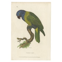 Handkolorierter antiker Vogeldruck eines Lory-Parrots