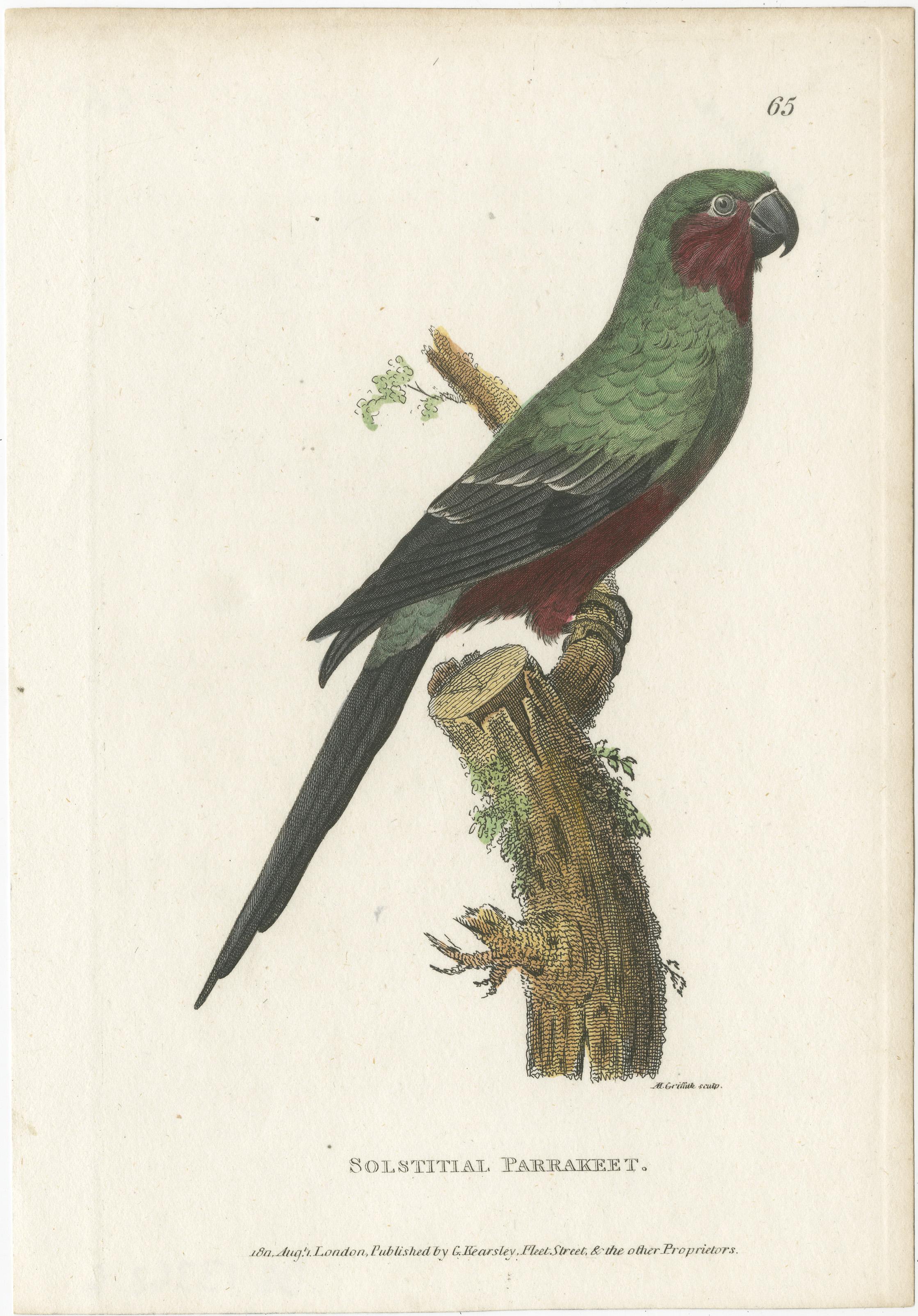 Antique bird print titled 'Solstitial Parrakeet. Hand colored print of a sun parakeet. This print originates from 'Systematic Natural History'. Printed for G. Kearsley, 1800-1826.