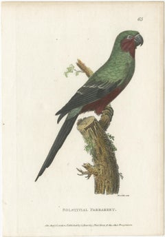 Hand Colored Antique Bird Print of a Sun Parakeet