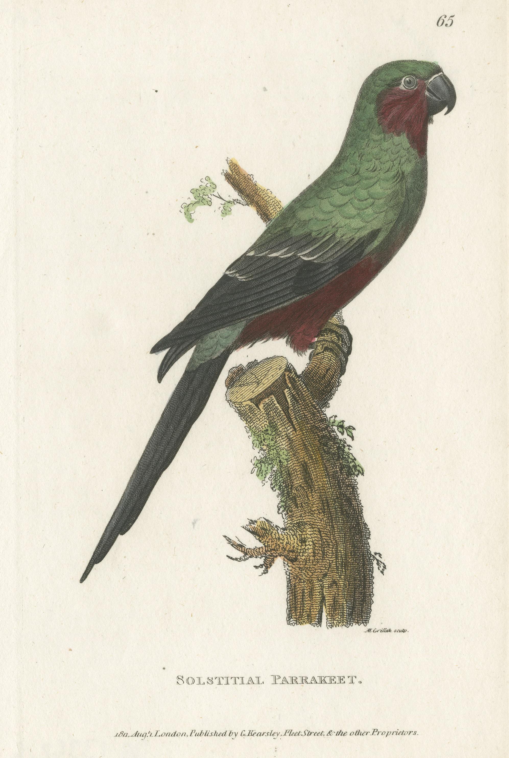 Hand Colored Antique Bird Print of a Sun Parakeet In Good Condition For Sale In Langweer, NL