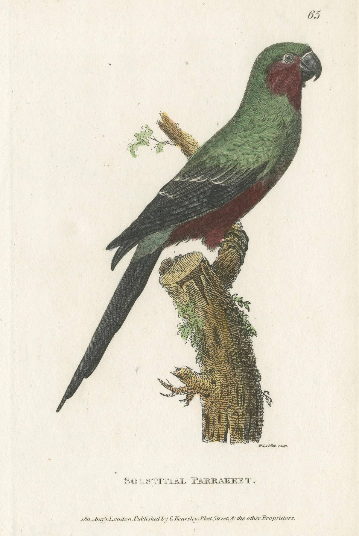 Hand Colored Antique Bird Print of a Sun Parakeet