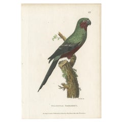 Hand Colored Antique Bird Print of a Sun Parakeet