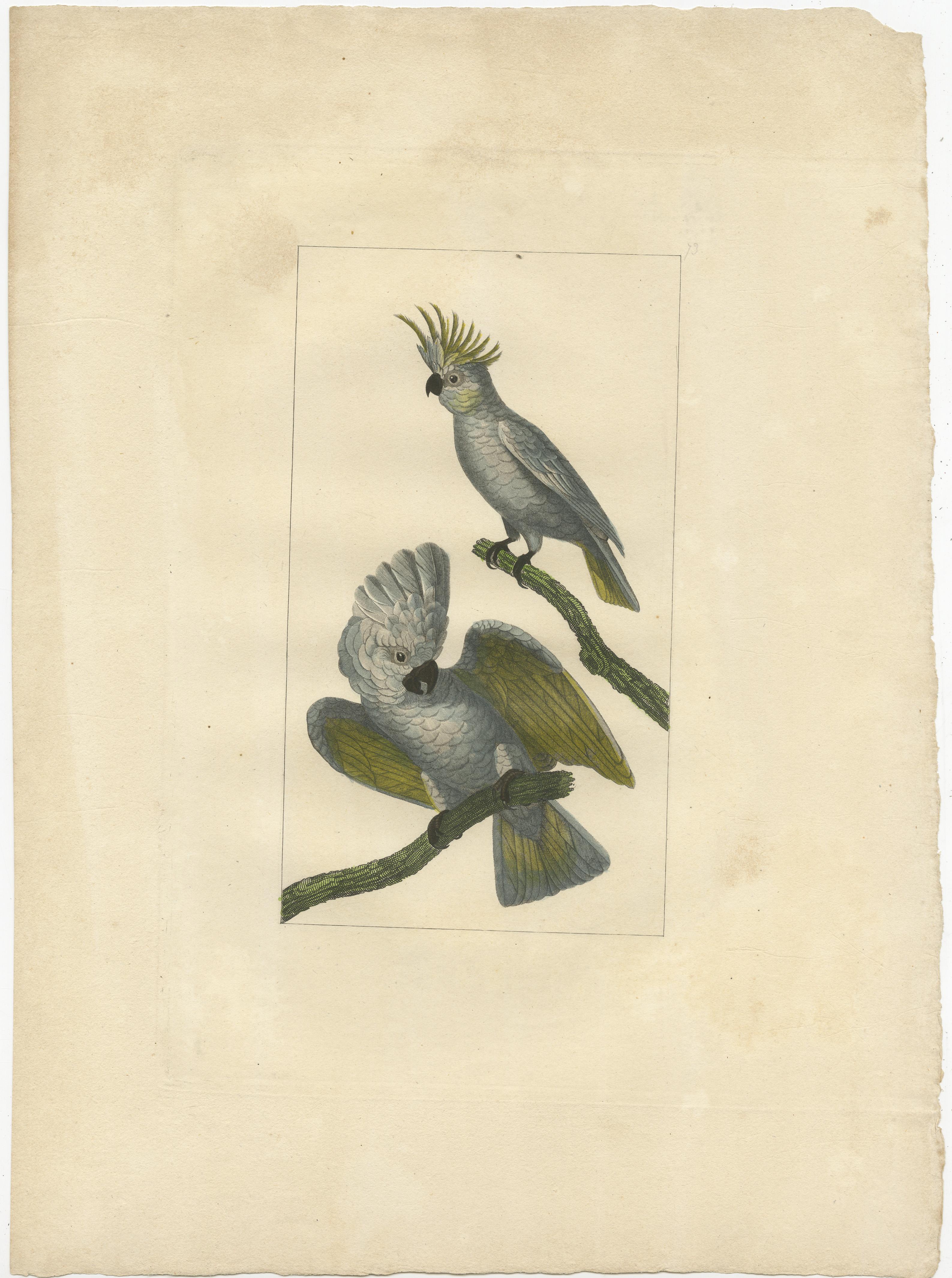 Gravure d'oiseaux sans titre représentant des cacatoès. Source inconnue, à déterminer. Publié vers 1860. 