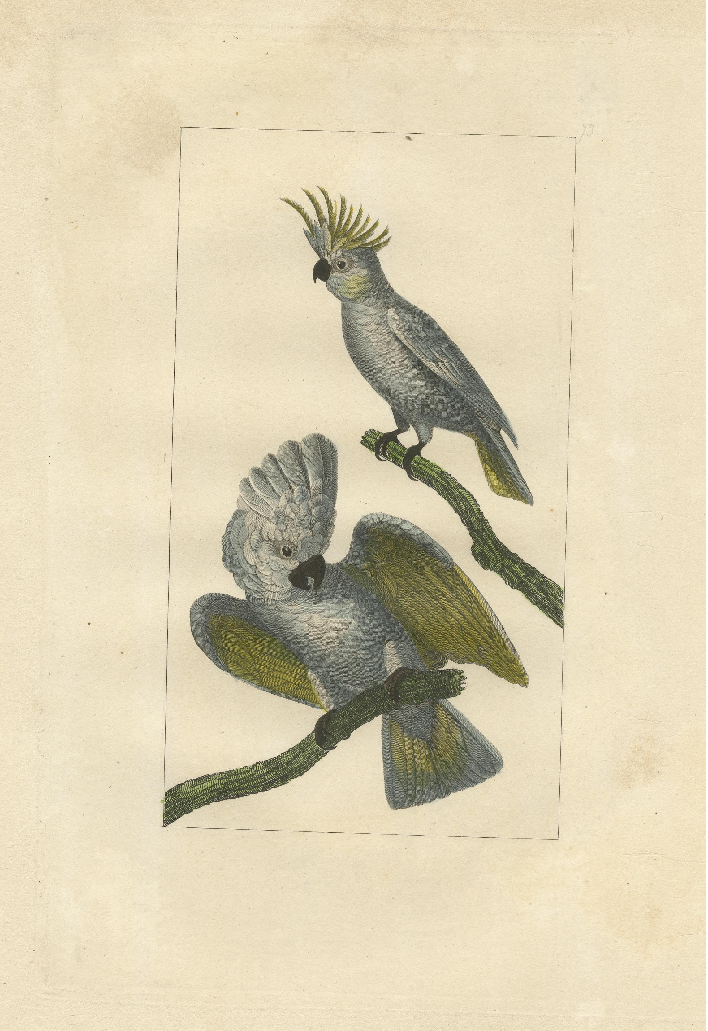 Hand Colored Antique Bird Print of Cockatoos In Good Condition For Sale In Langweer, NL