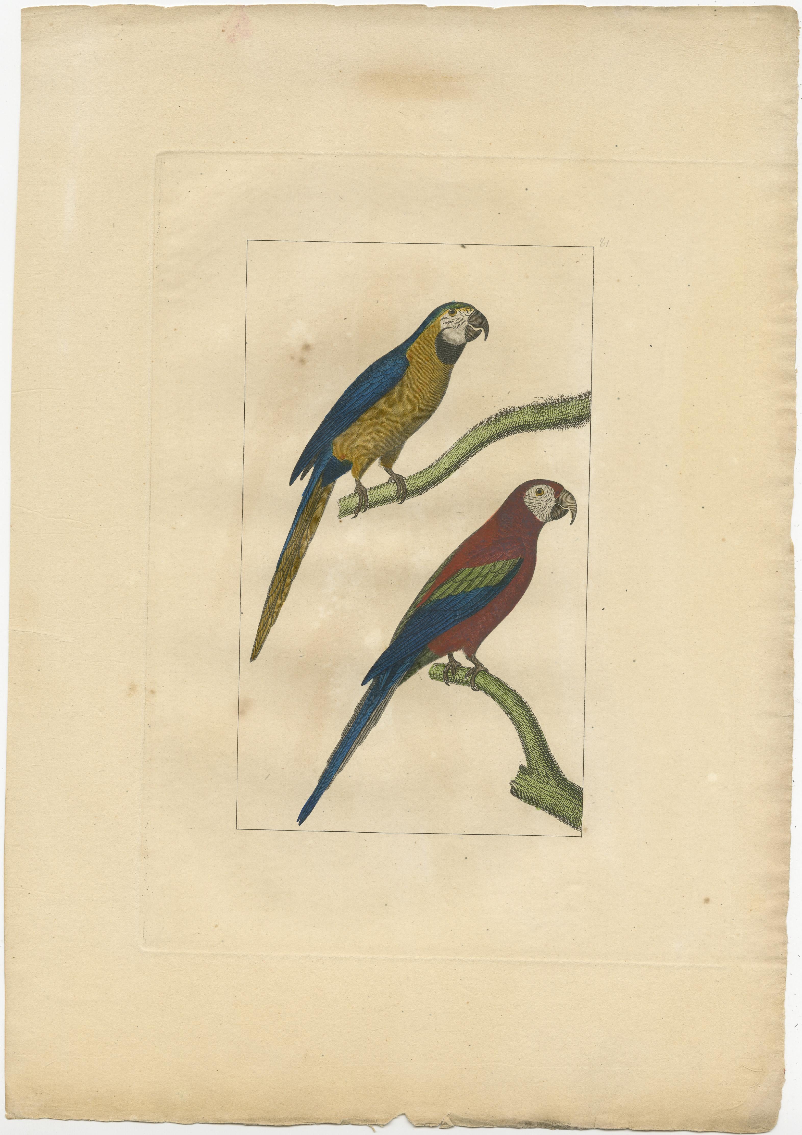 Gravure sans titre de perroquets. Source inconnue, à déterminer. Publié vers 1860.