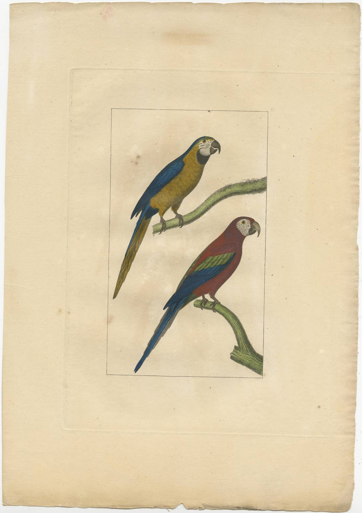 Hand Colored Antique Bird Print of Parrots
