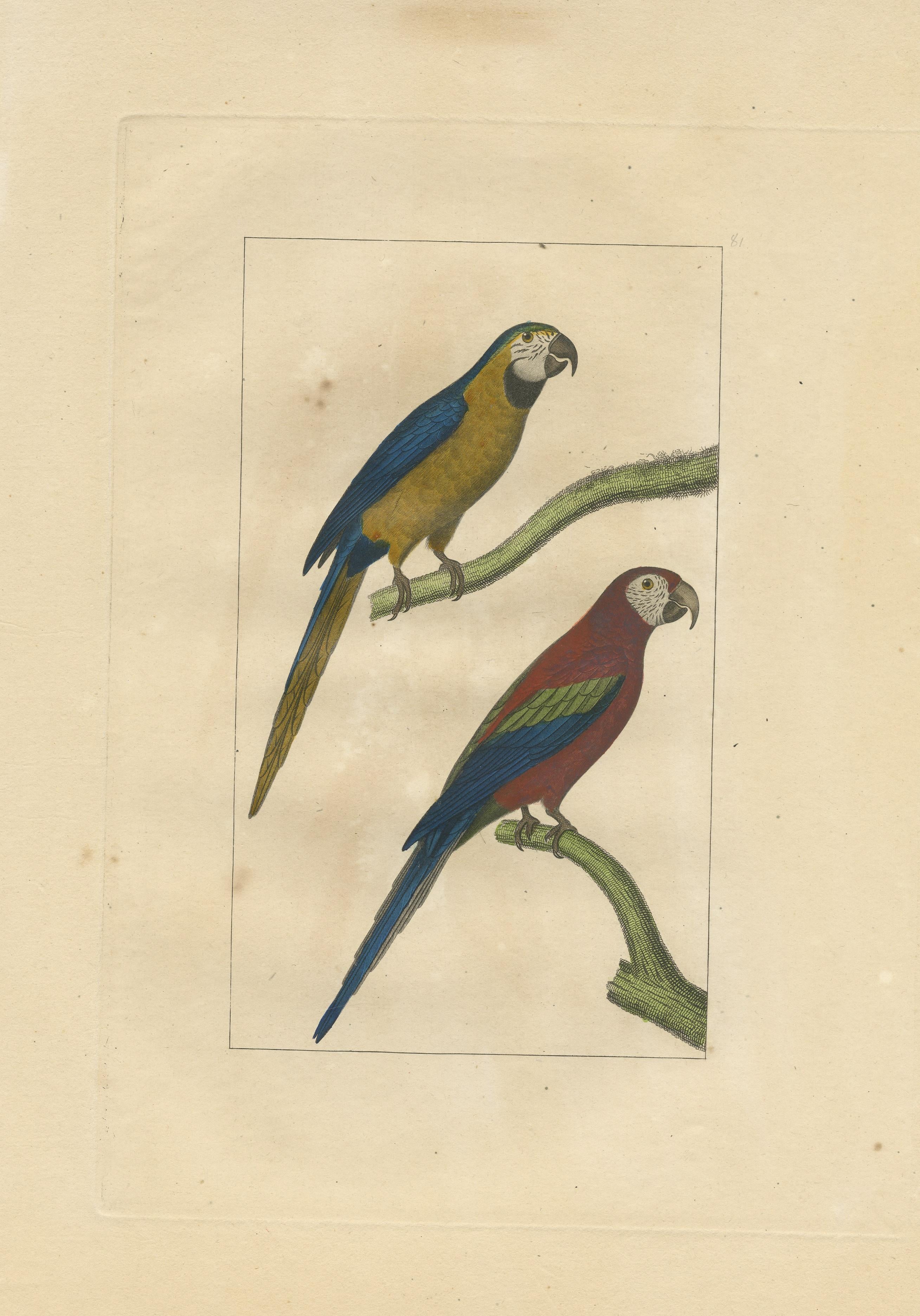 Impression oiseaux anciens colorés à la main de perroquets Bon état - En vente à Langweer, NL
