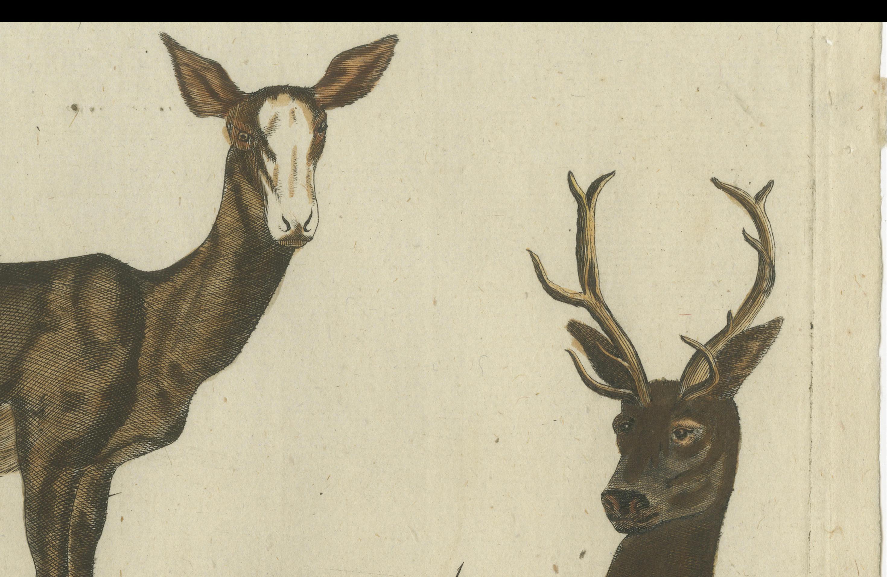 Original antiker Druck von zwei Hirschen. Der Kupferstich stammt von einem sehr seltenen unbekannten niederländischen Werk. Die Tafeln ähneln den Tafeln in dem berühmten deutschen Werk: 