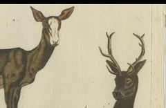 Hand-Colored Antique Engraving of a Male and Female Deer, Published in 1820
