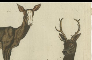 Hand-Colored Antique Engraving of a Male and Female Deer, Published in 1820, view 2