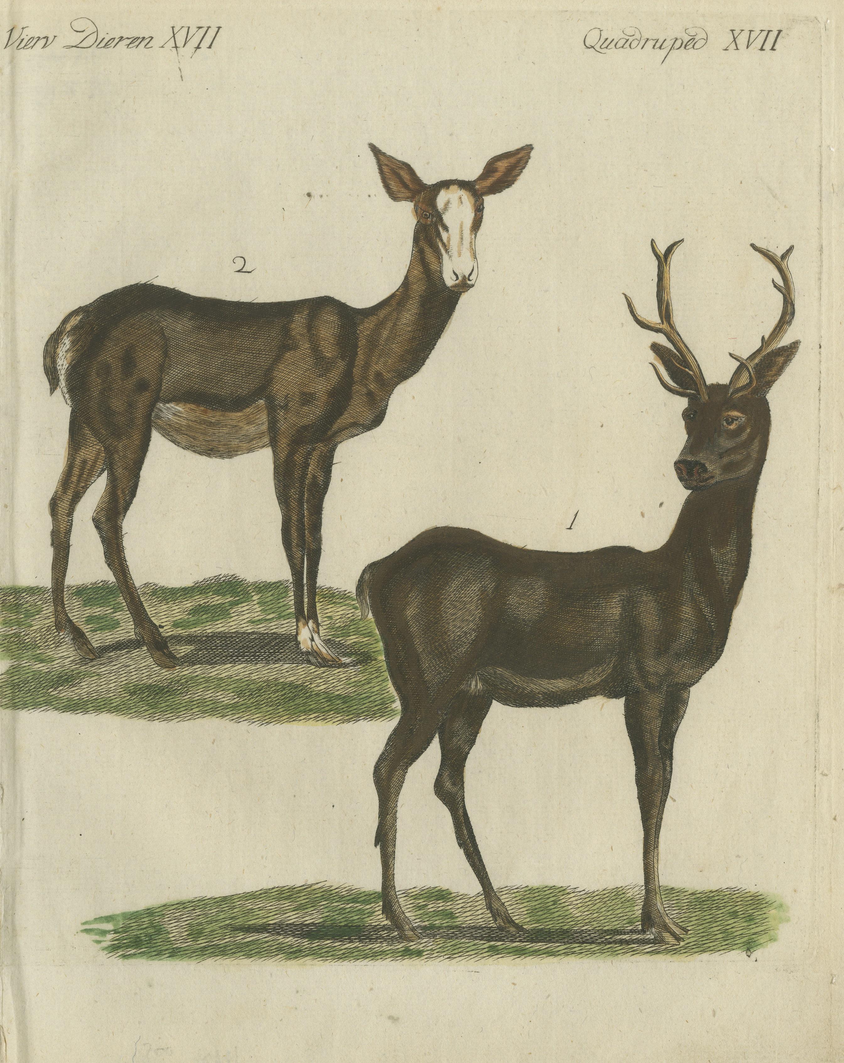 Handkolorierte antike Gravur eines männlichen und weiblichen Hirsches, veröffentlicht 1820 im Zustand „Gut“ im Angebot in Langweer, NL
