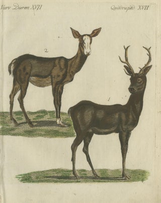 Hand-Colored Antique Engraving of a Male and Female Deer, Published in 1820, view 3