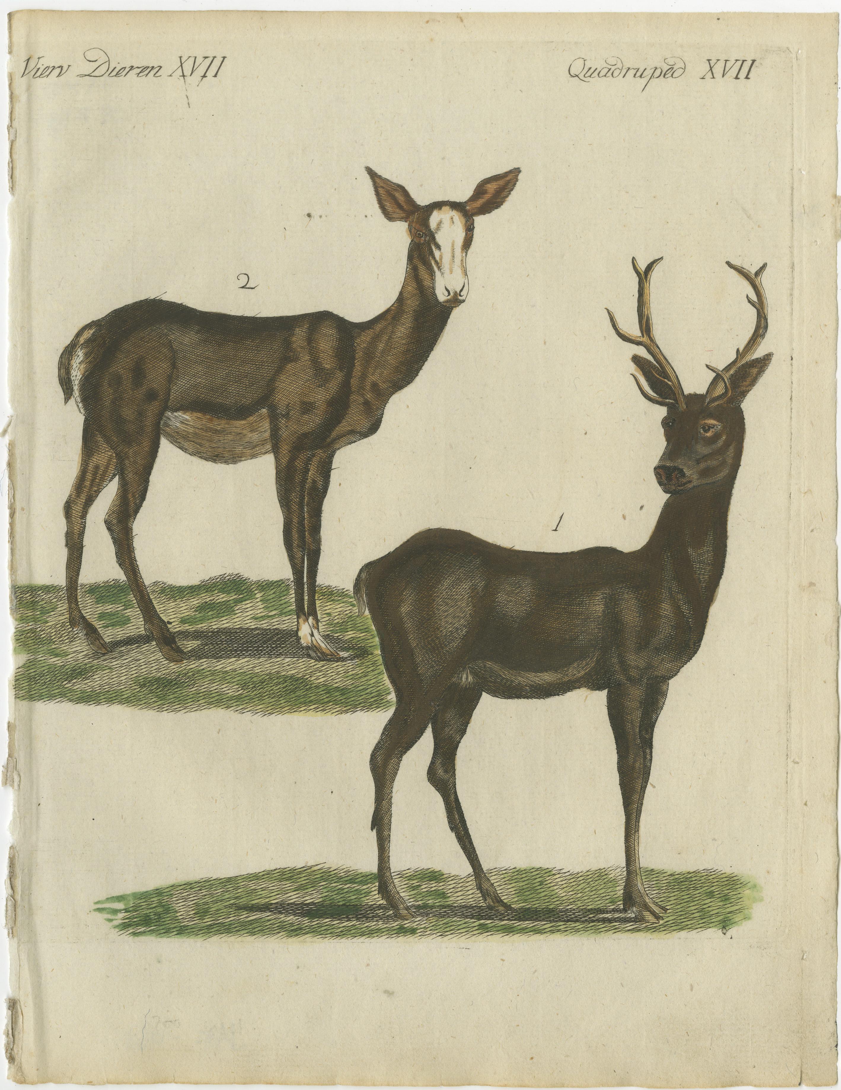 Handkolorierte antike Gravur eines männlichen und weiblichen Hirsches, veröffentlicht 1820 (19. Jahrhundert) im Angebot