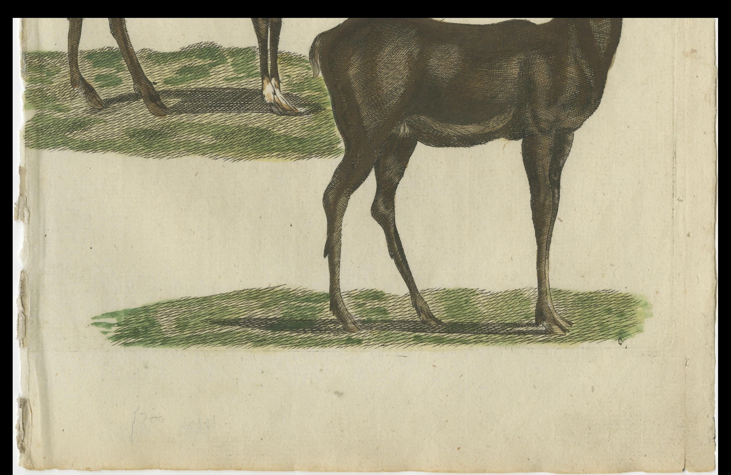 Handkolorierte antike Gravur eines männlichen und weiblichen Hirsches, veröffentlicht 1820 (Papier) im Angebot