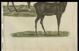 Hand-Colored Antique Engraving of a Male and Female Deer, Published in 1820, view 5