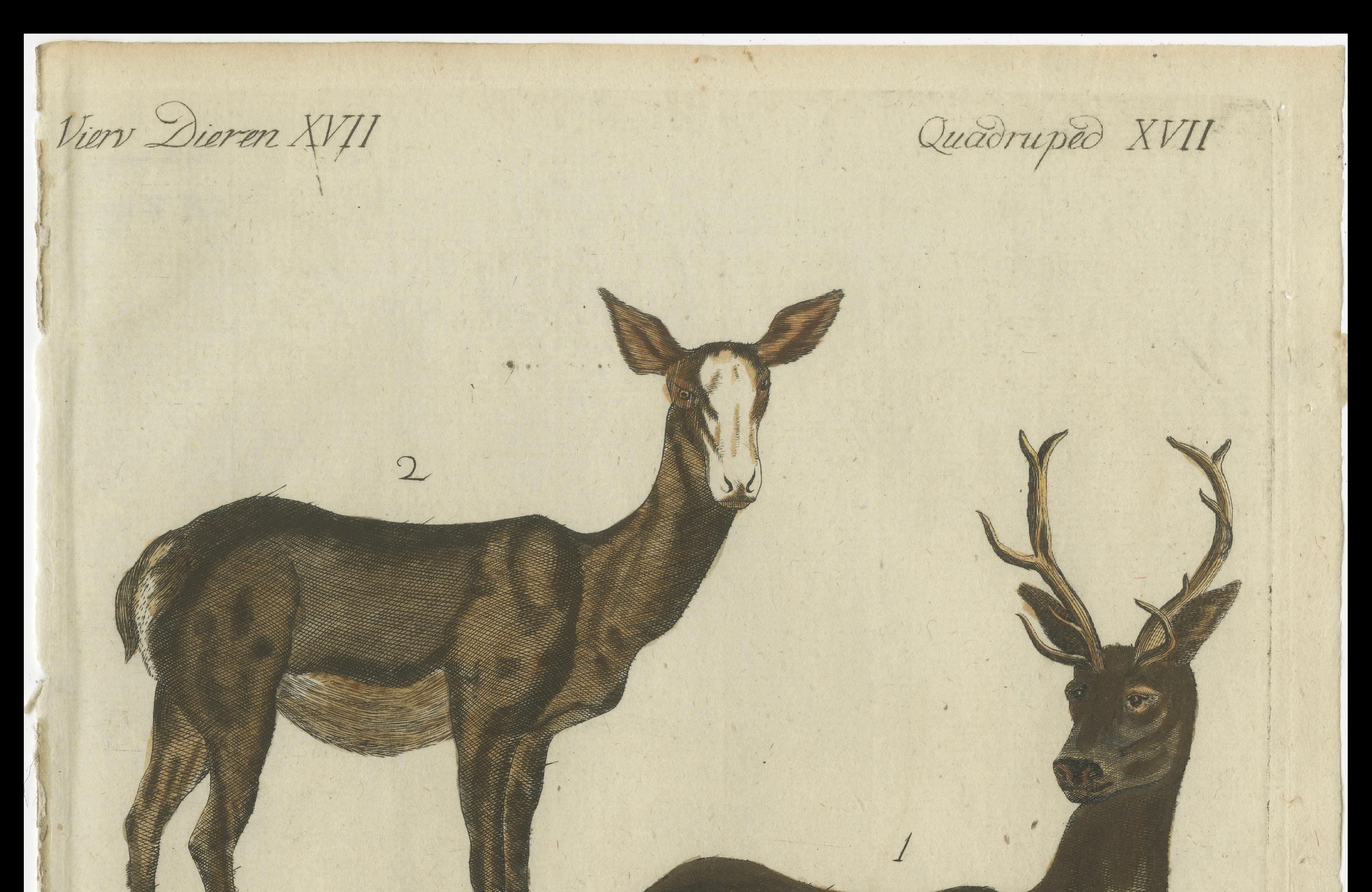 Handkolorierte antike Gravur eines männlichen und weiblichen Hirsches, veröffentlicht 1820 im Angebot 1